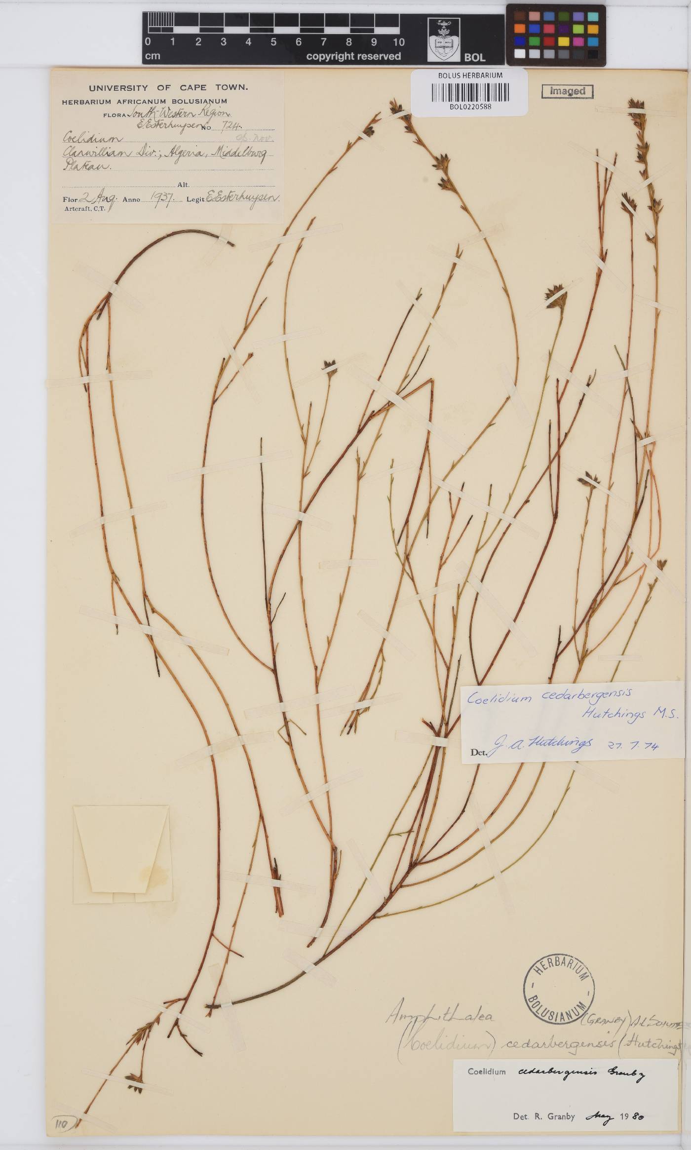 Amphithalea cedarbergensis image