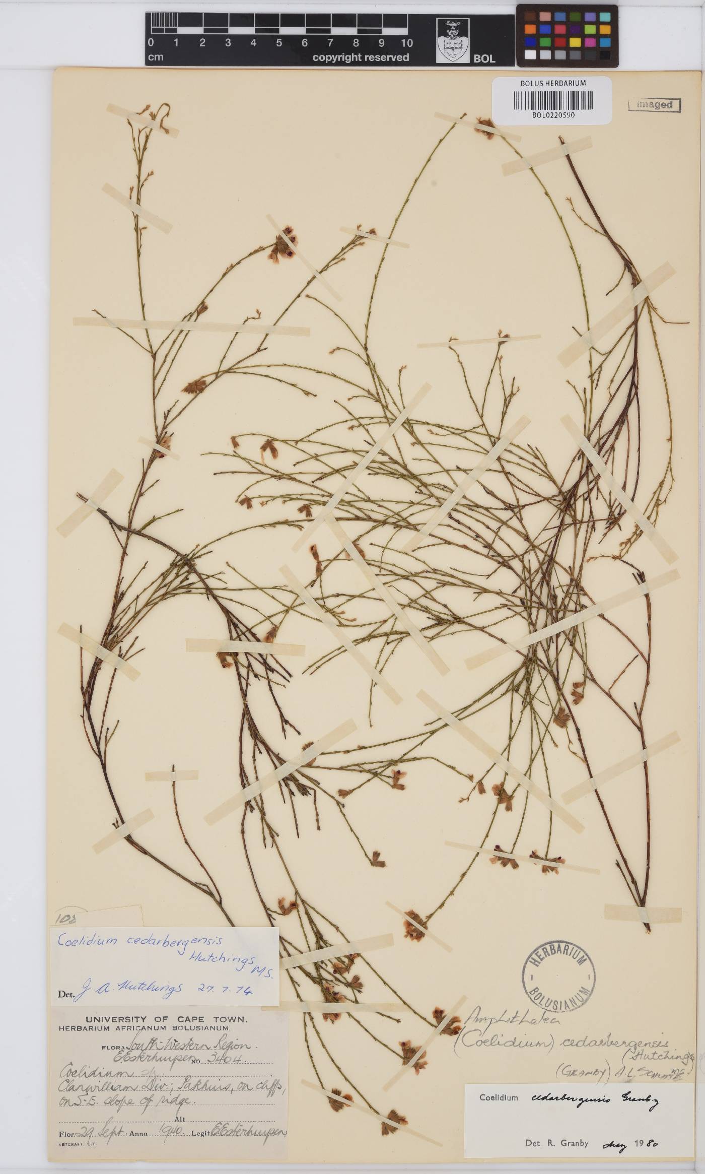 Amphithalea cedarbergensis image
