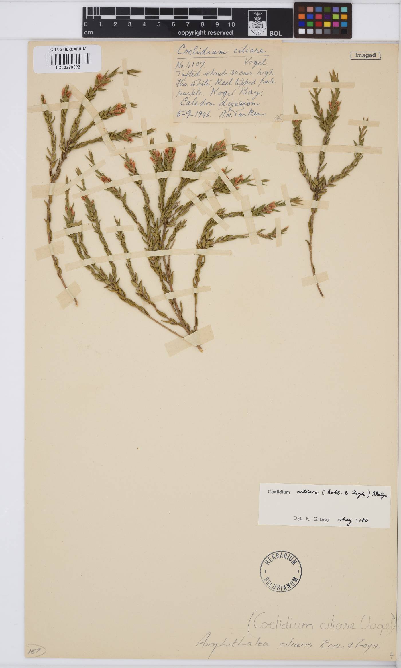 Amphithalea ciliaris image