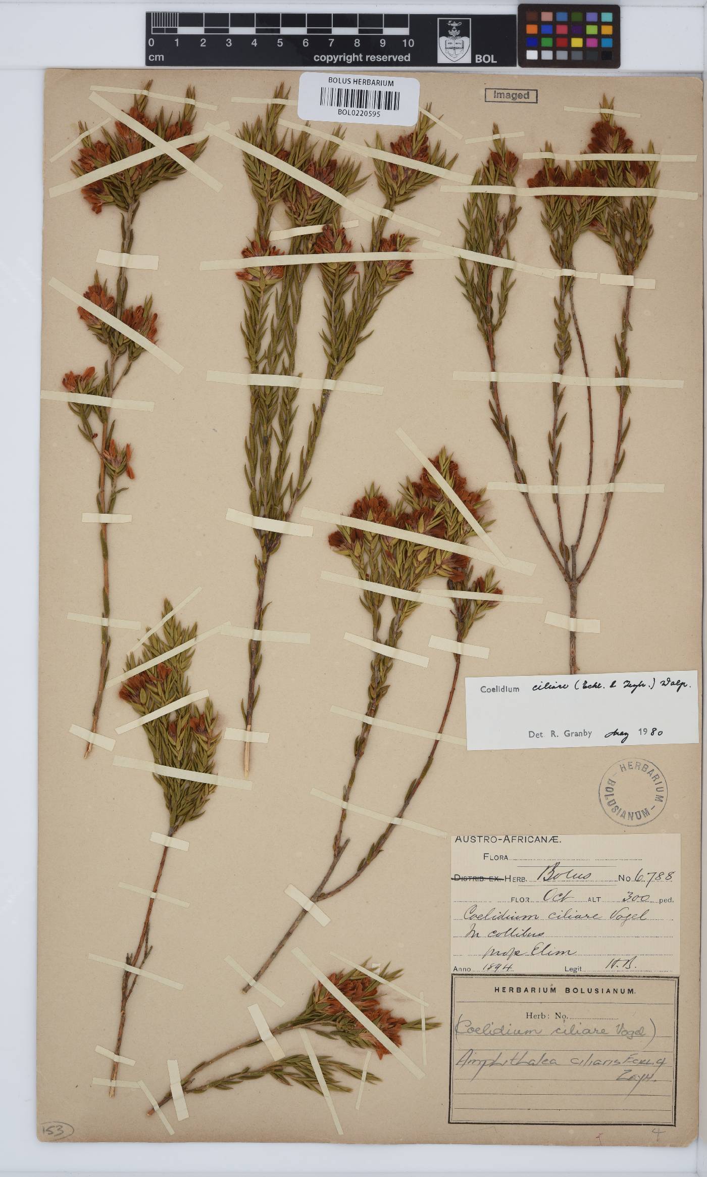 Amphithalea ciliaris image