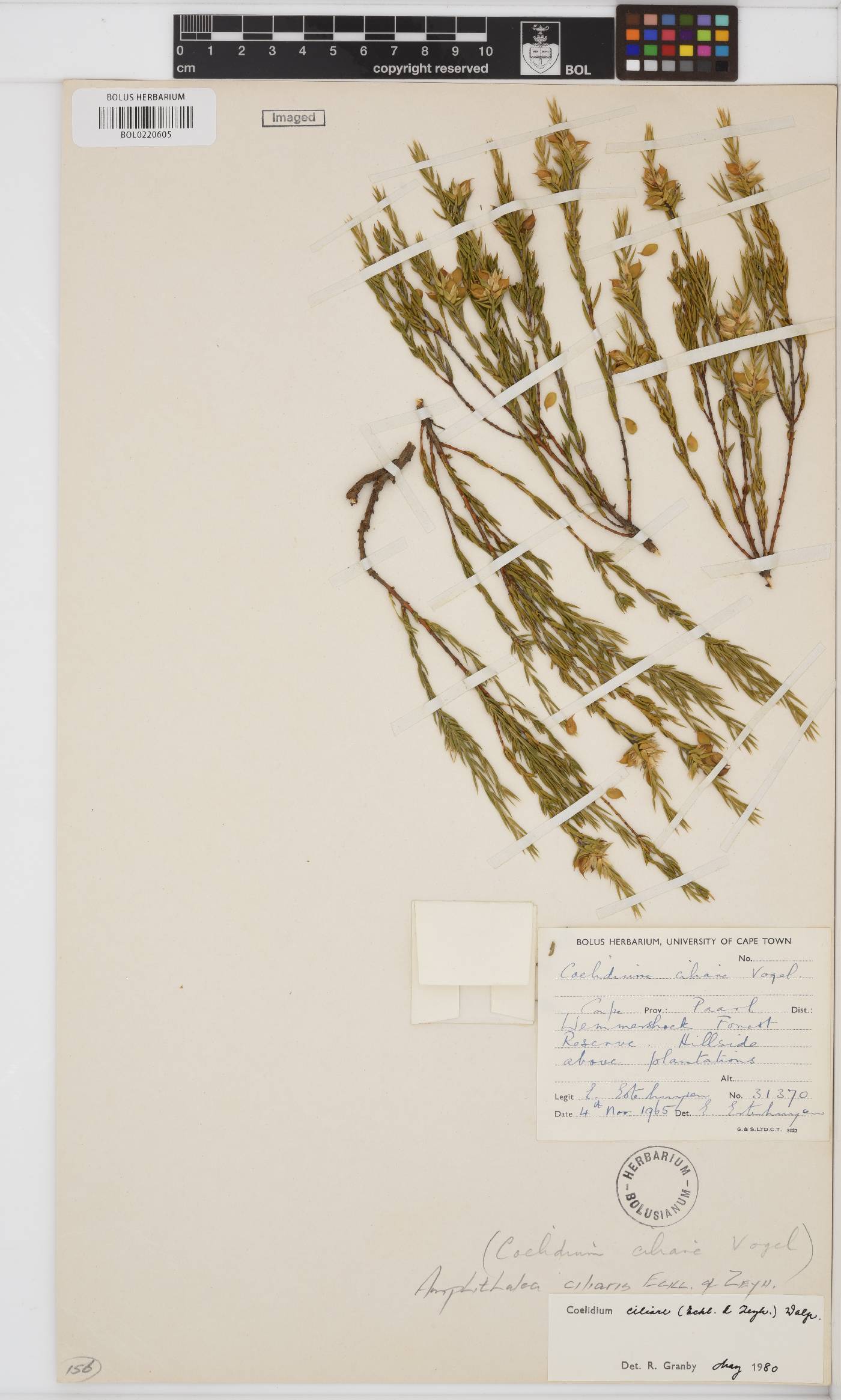 Amphithalea ciliaris image