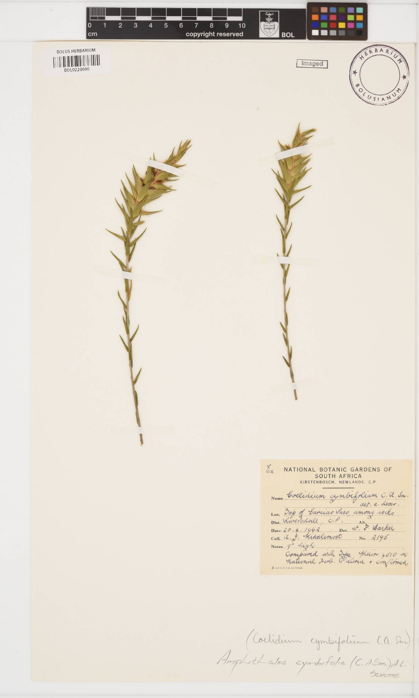 Amphithalea cymbifolia image