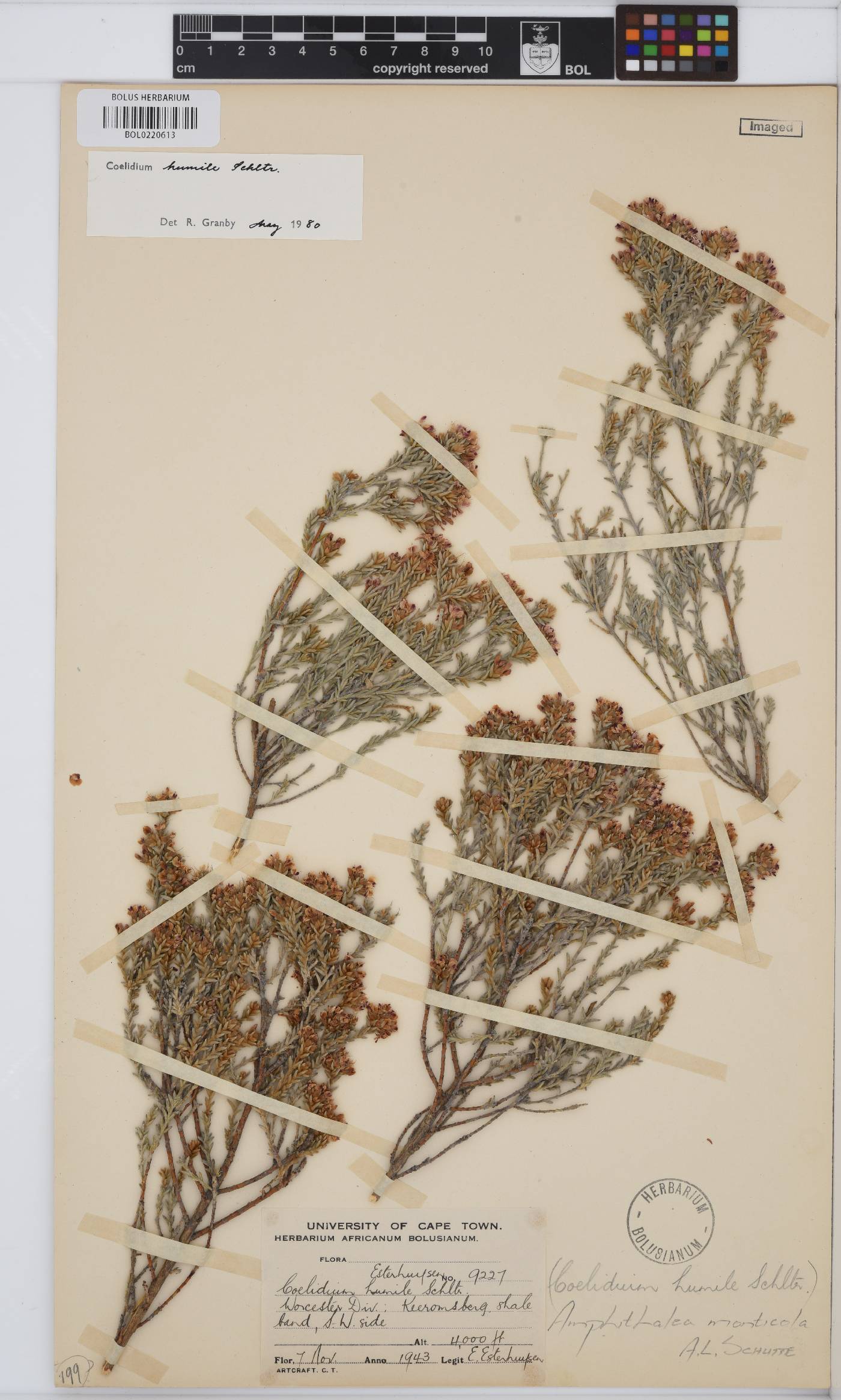Amphithalea monticola image