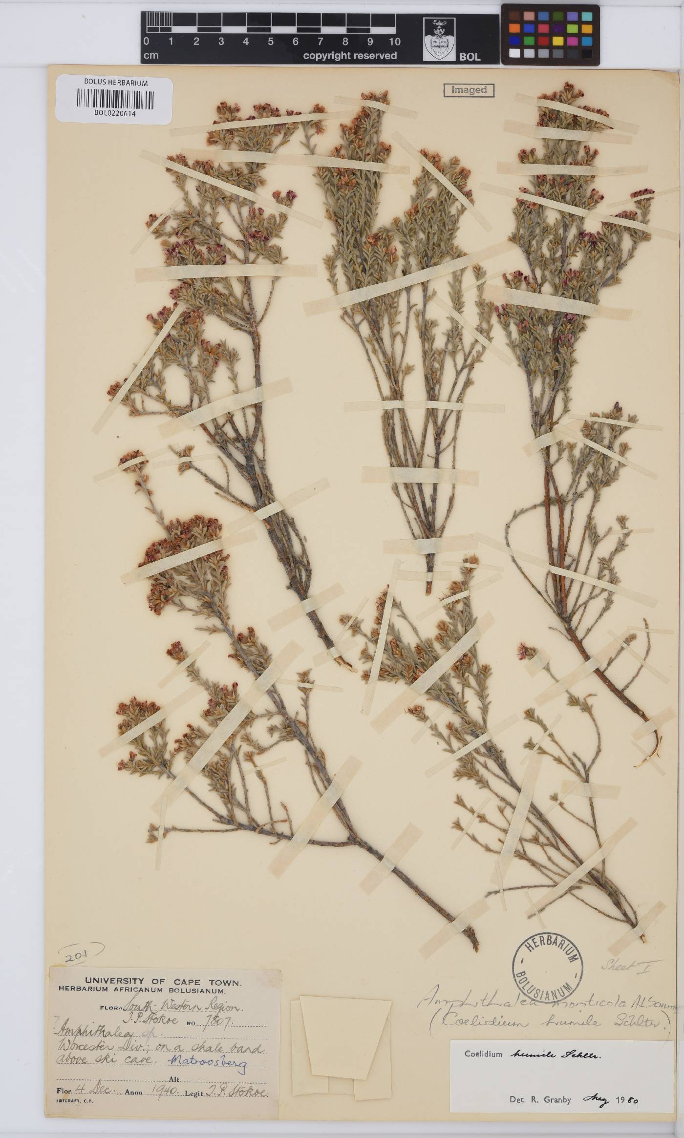 Amphithalea monticola image