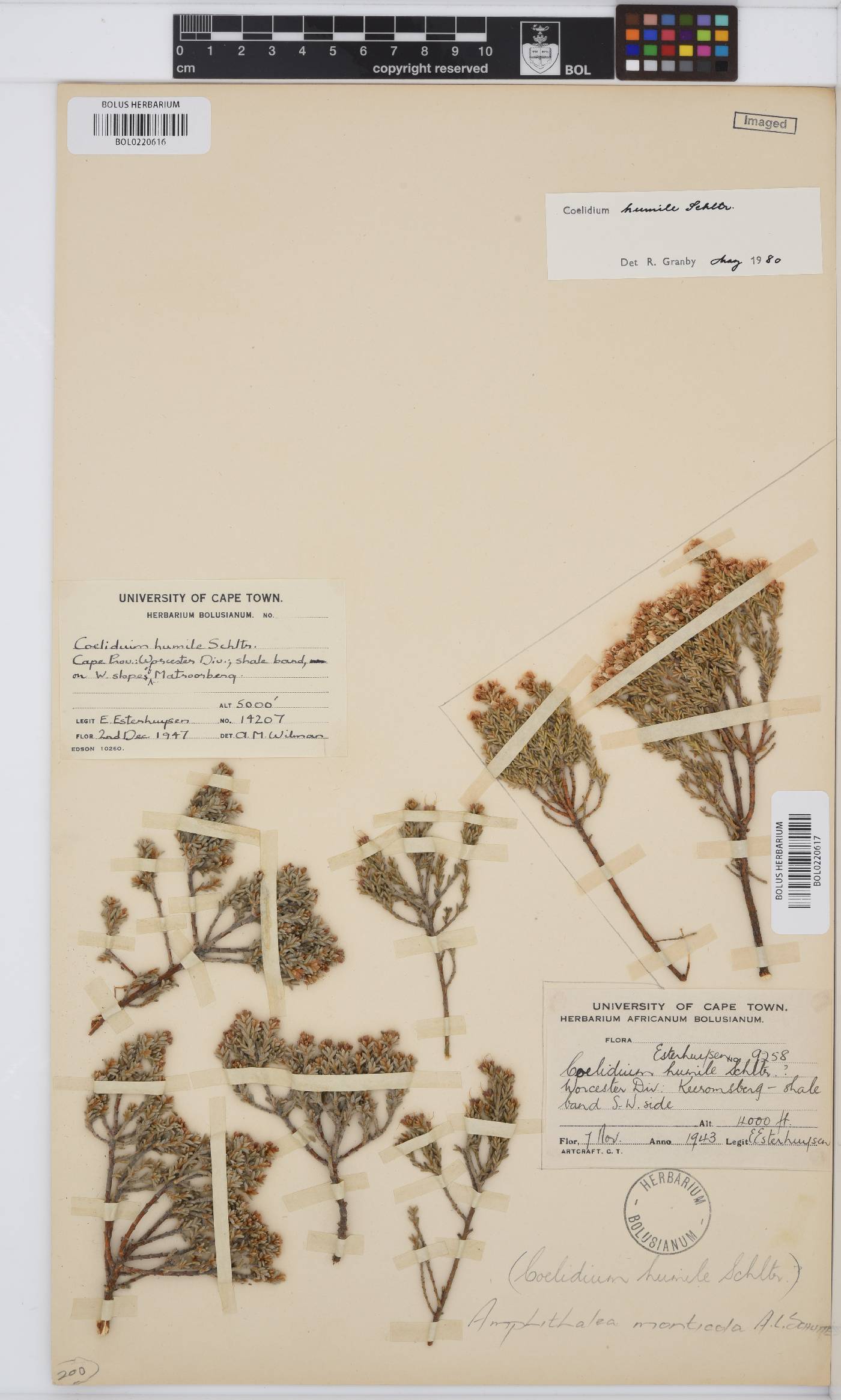 Amphithalea monticola image