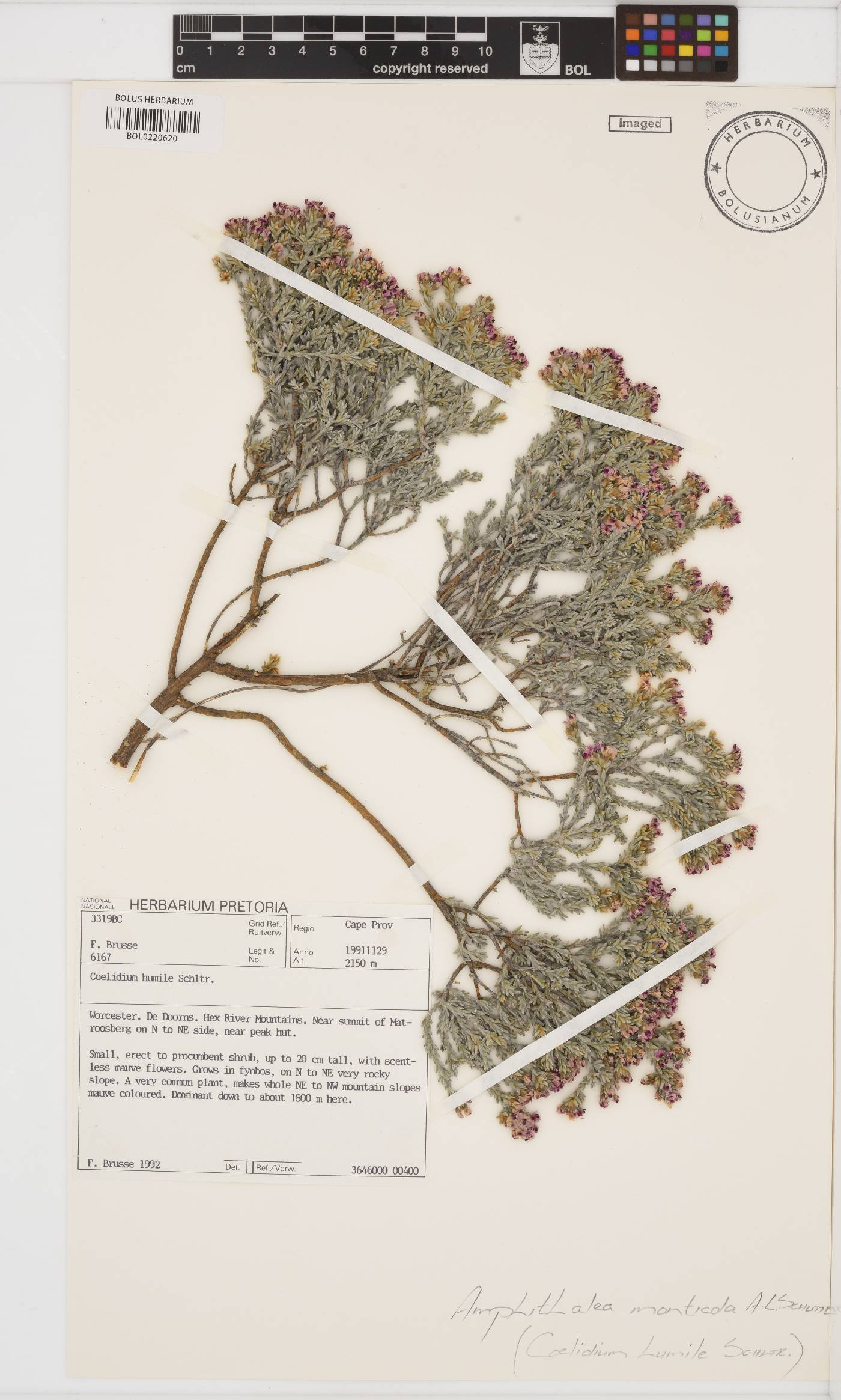 Amphithalea monticola image