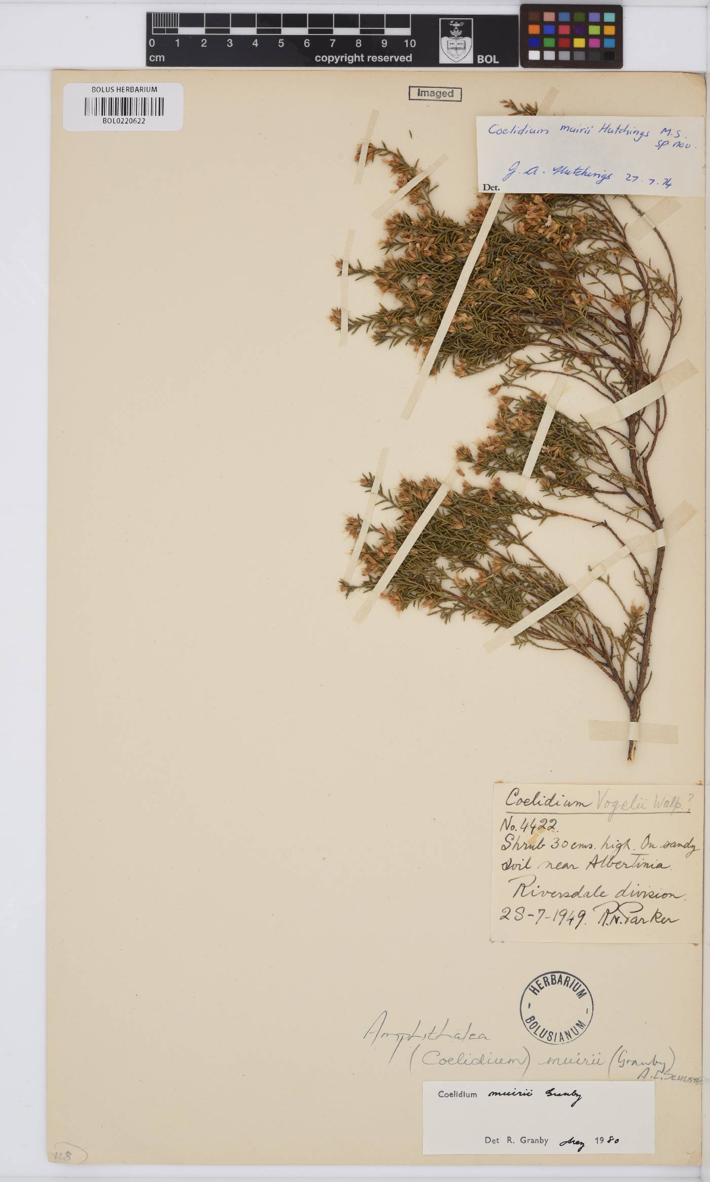Amphithalea muirii image