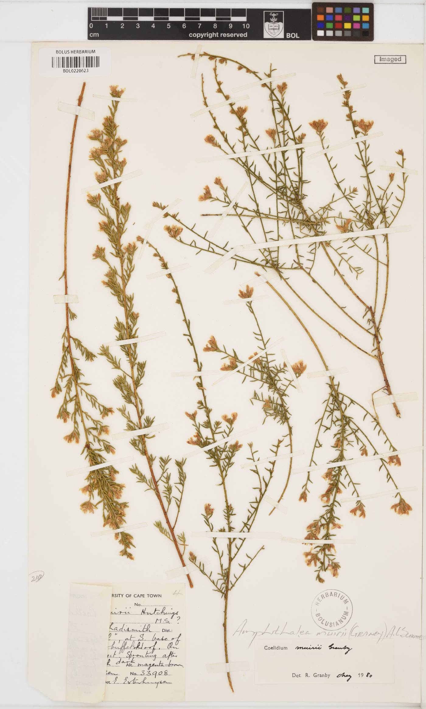 Amphithalea muirii image
