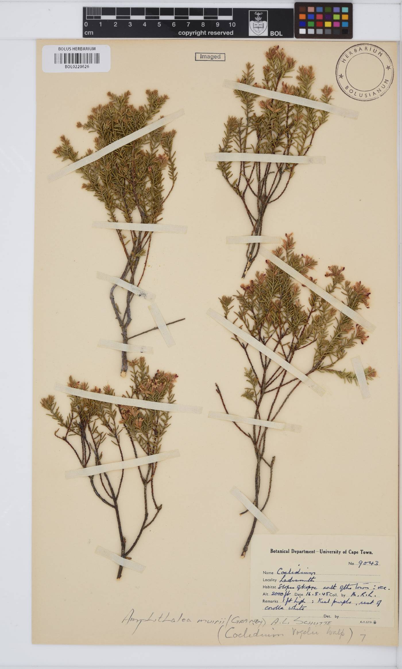 Amphithalea muirii image