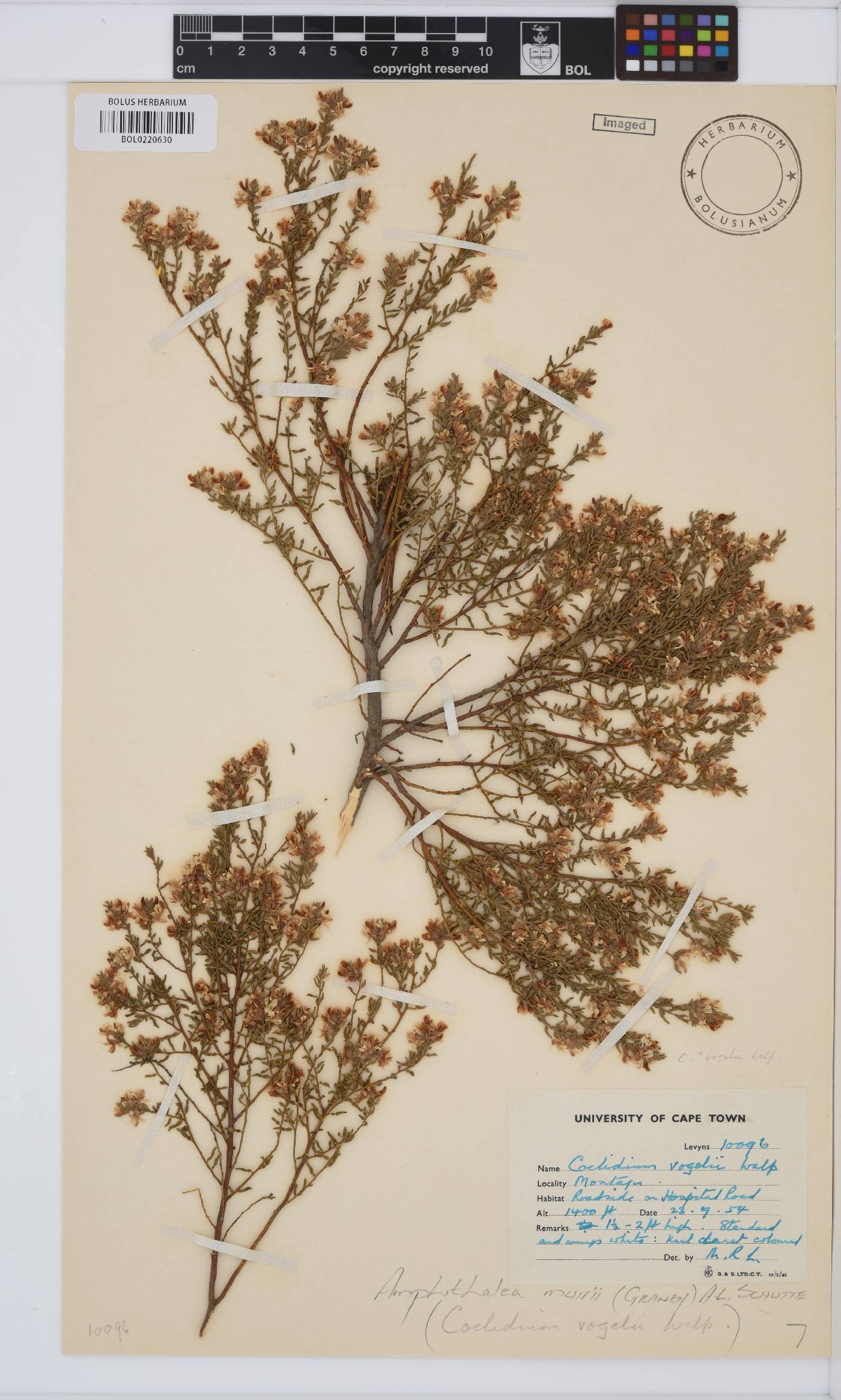 Amphithalea muirii image