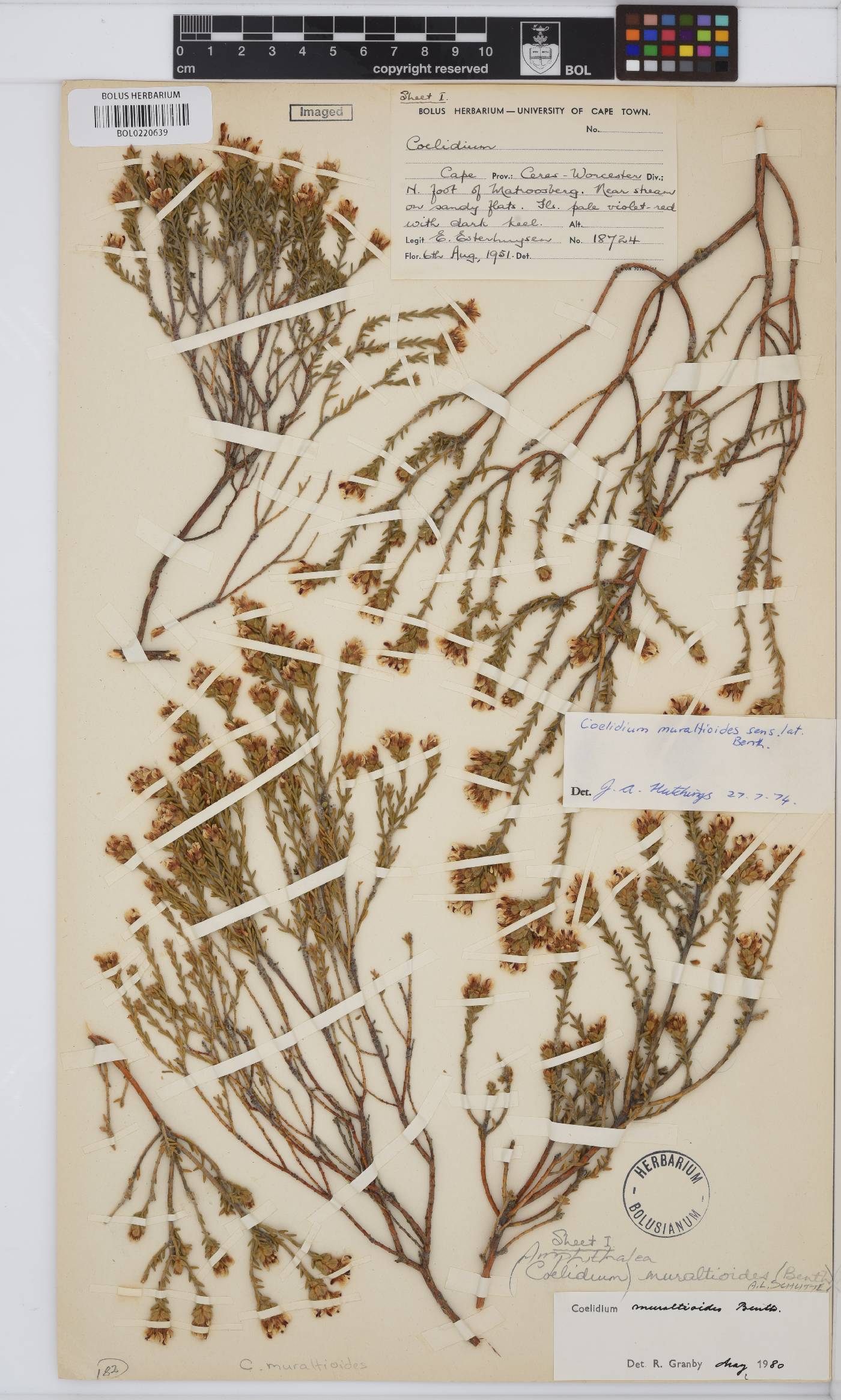 Amphithalea muraltioides image