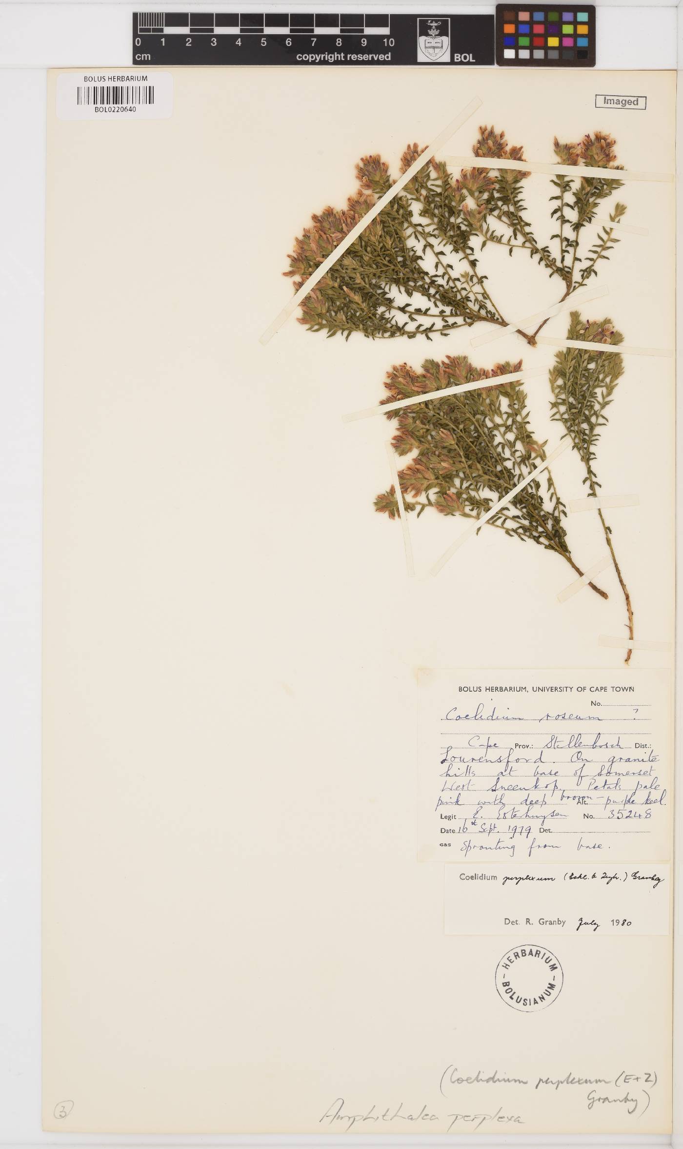 Amphithalea perplexa image