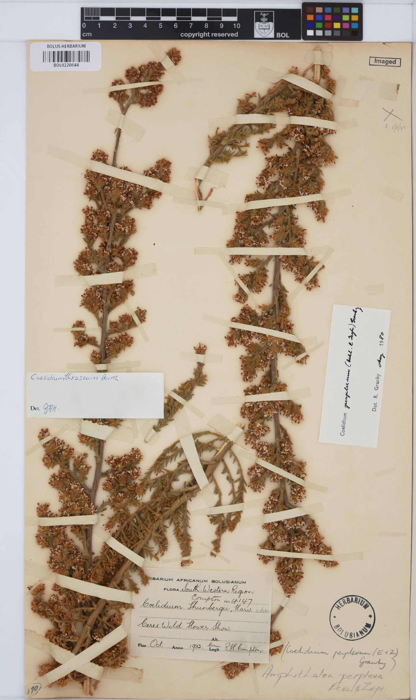 Amphithalea perplexa image