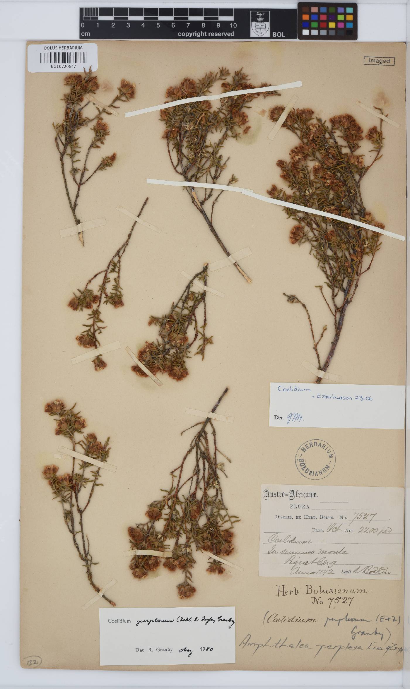 Amphithalea perplexa image