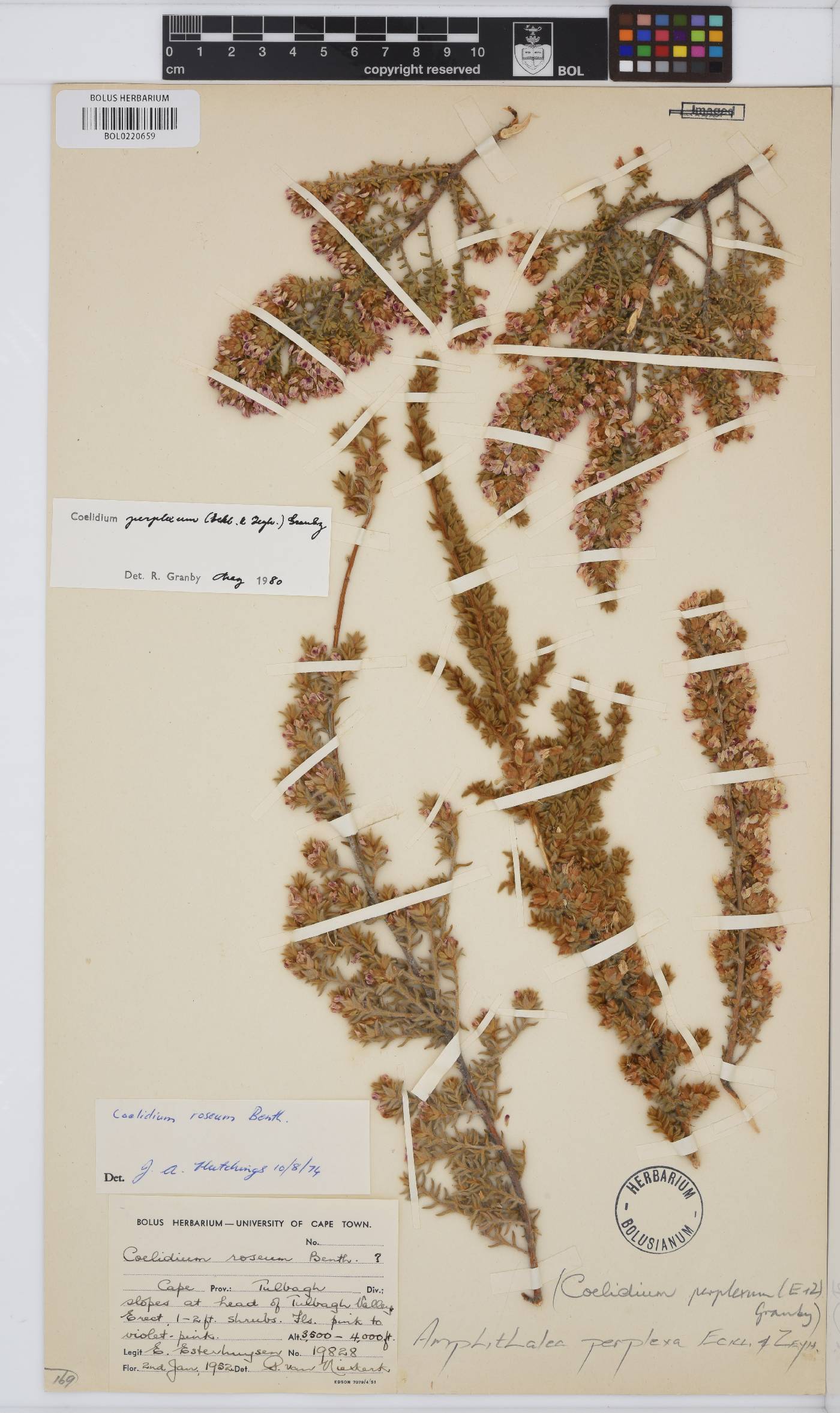 Amphithalea perplexa image