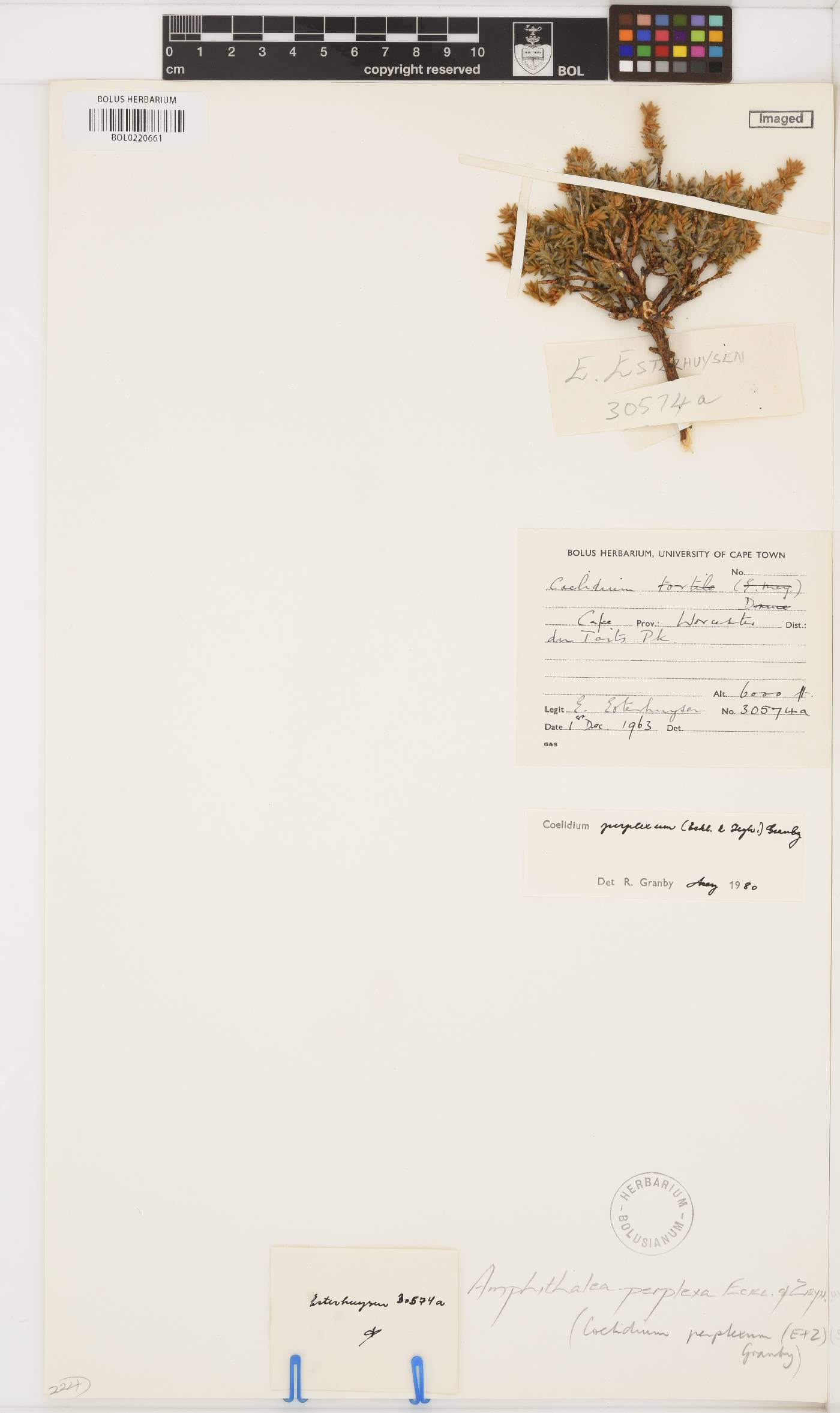 Amphithalea perplexa image