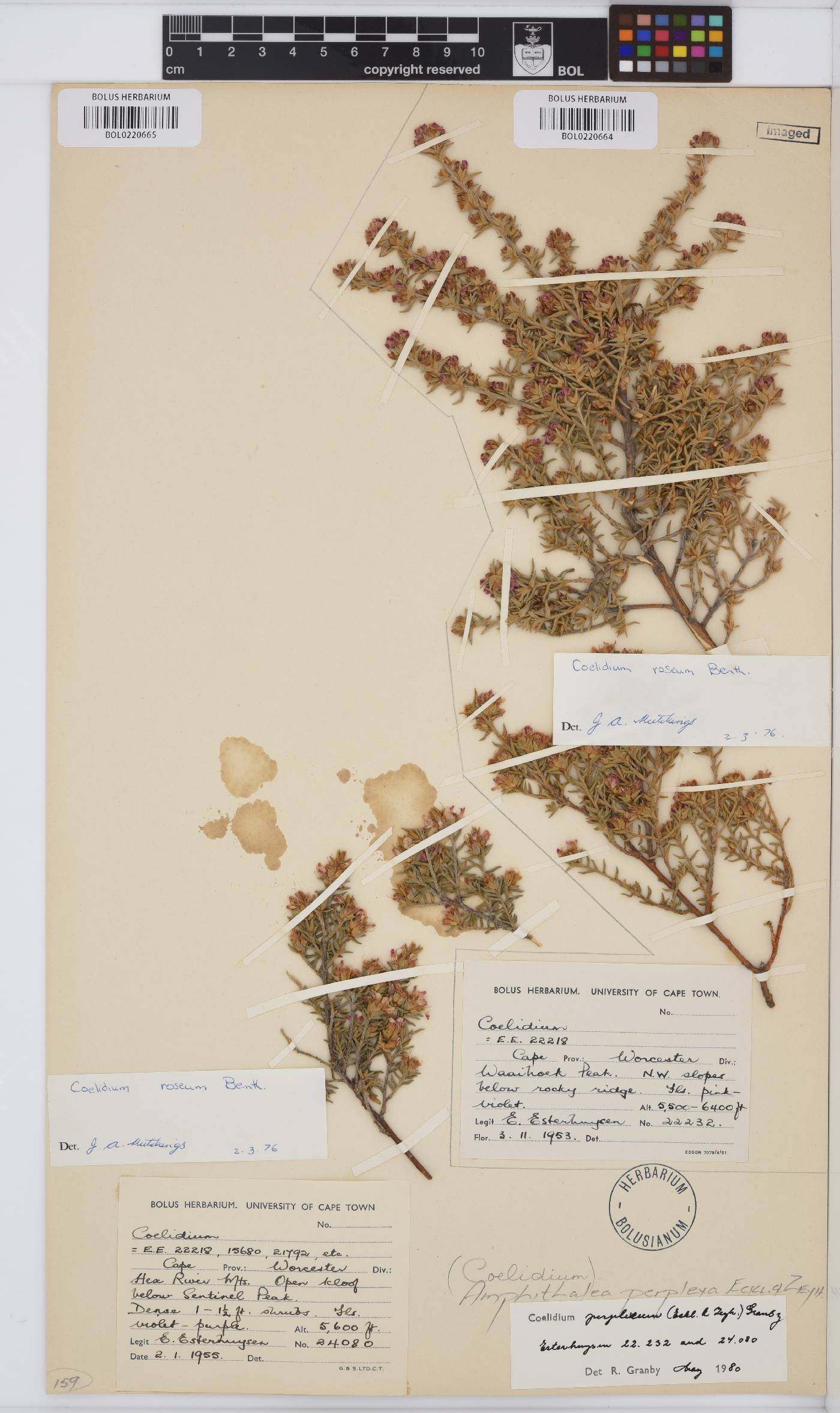 Amphithalea perplexa image