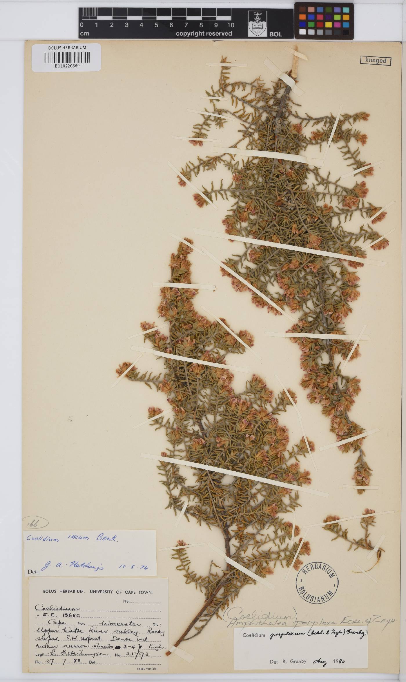 Amphithalea perplexa image