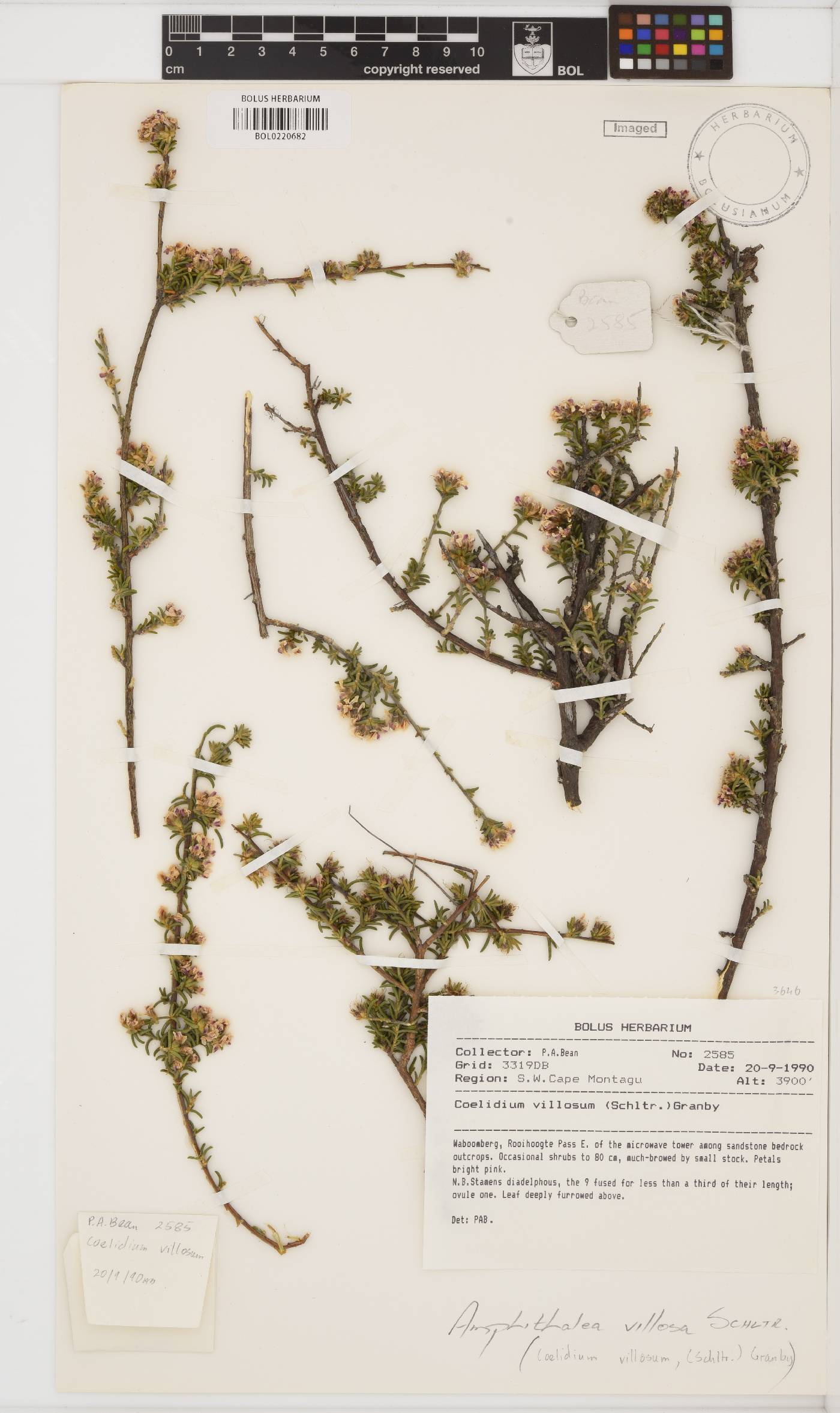 Amphithalea villosa image