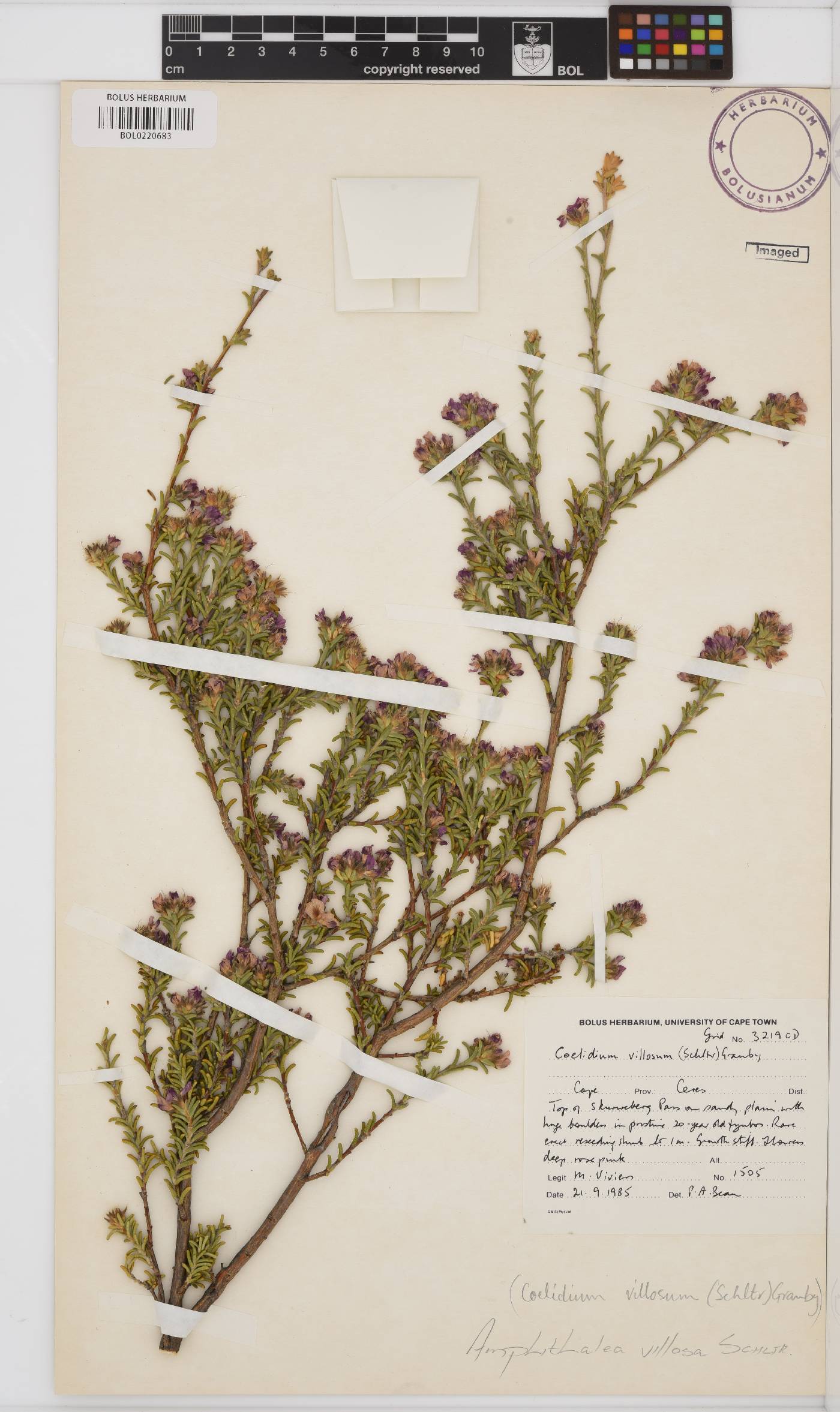 Amphithalea villosa image