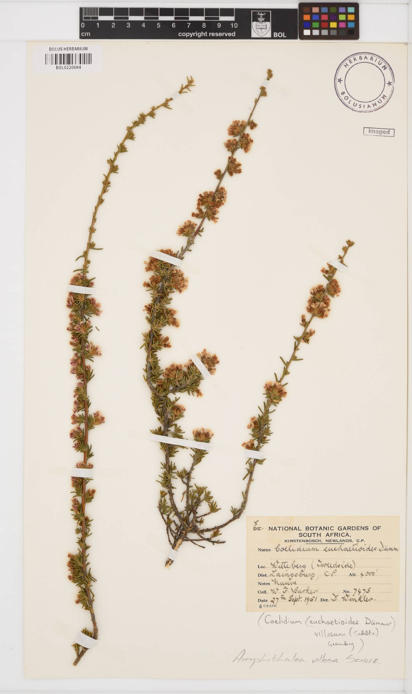 Amphithalea villosa image