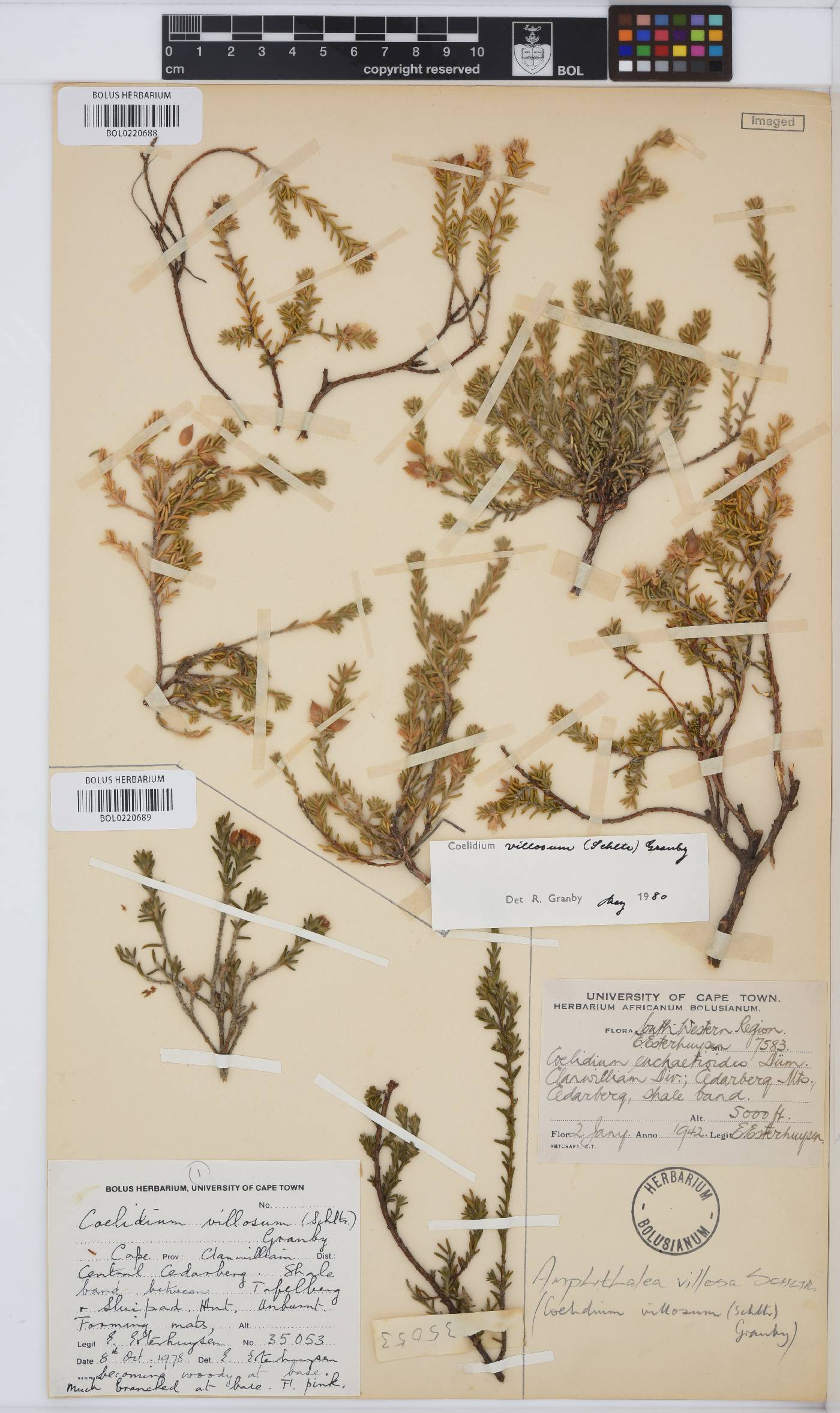 Amphithalea villosa image