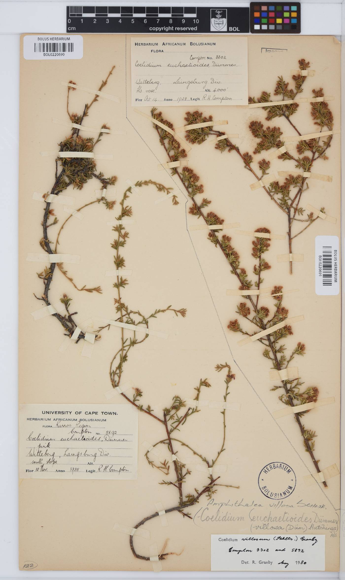 Amphithalea villosa image