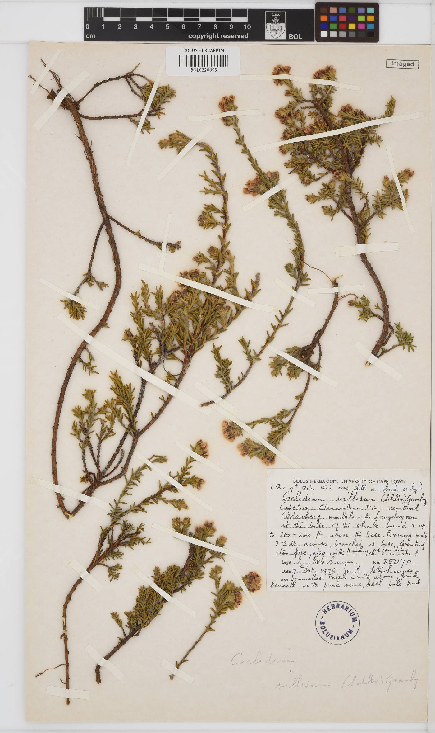 Amphithalea villosa image