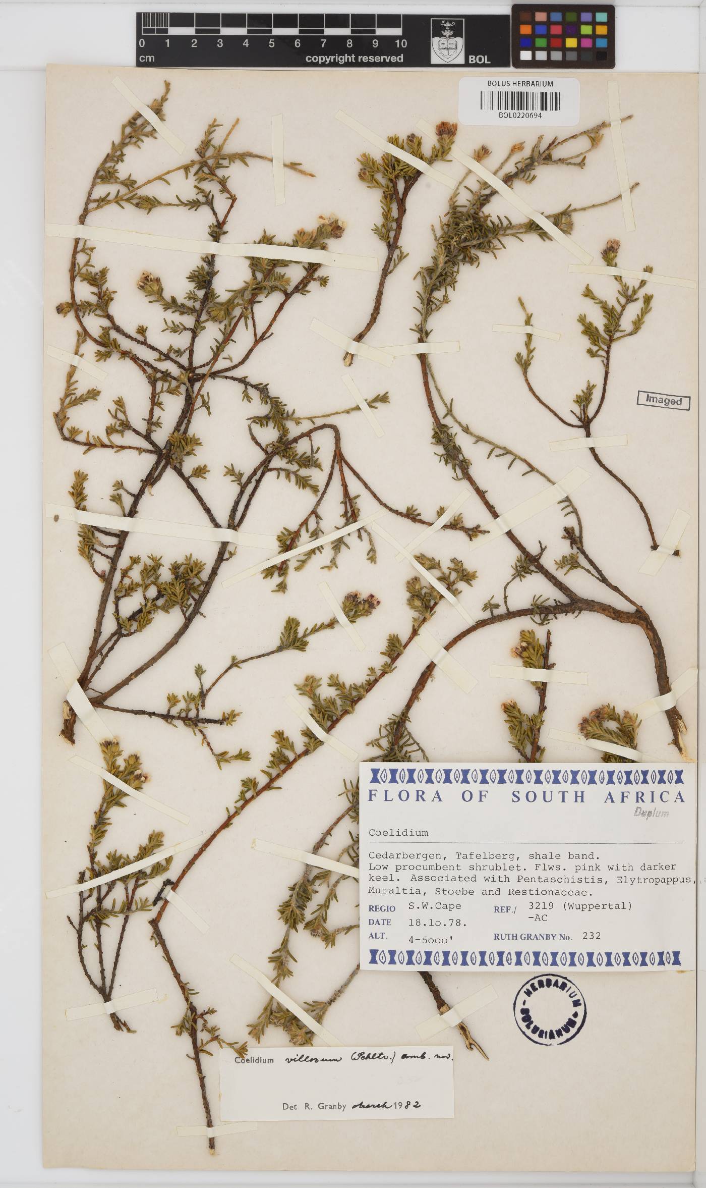 Amphithalea villosa image
