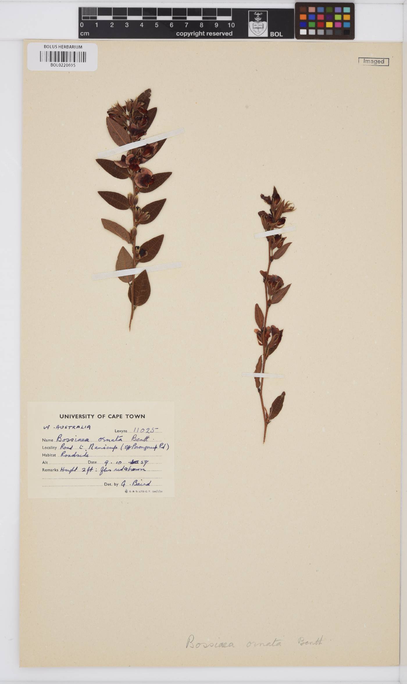 Bossiaea ornata image