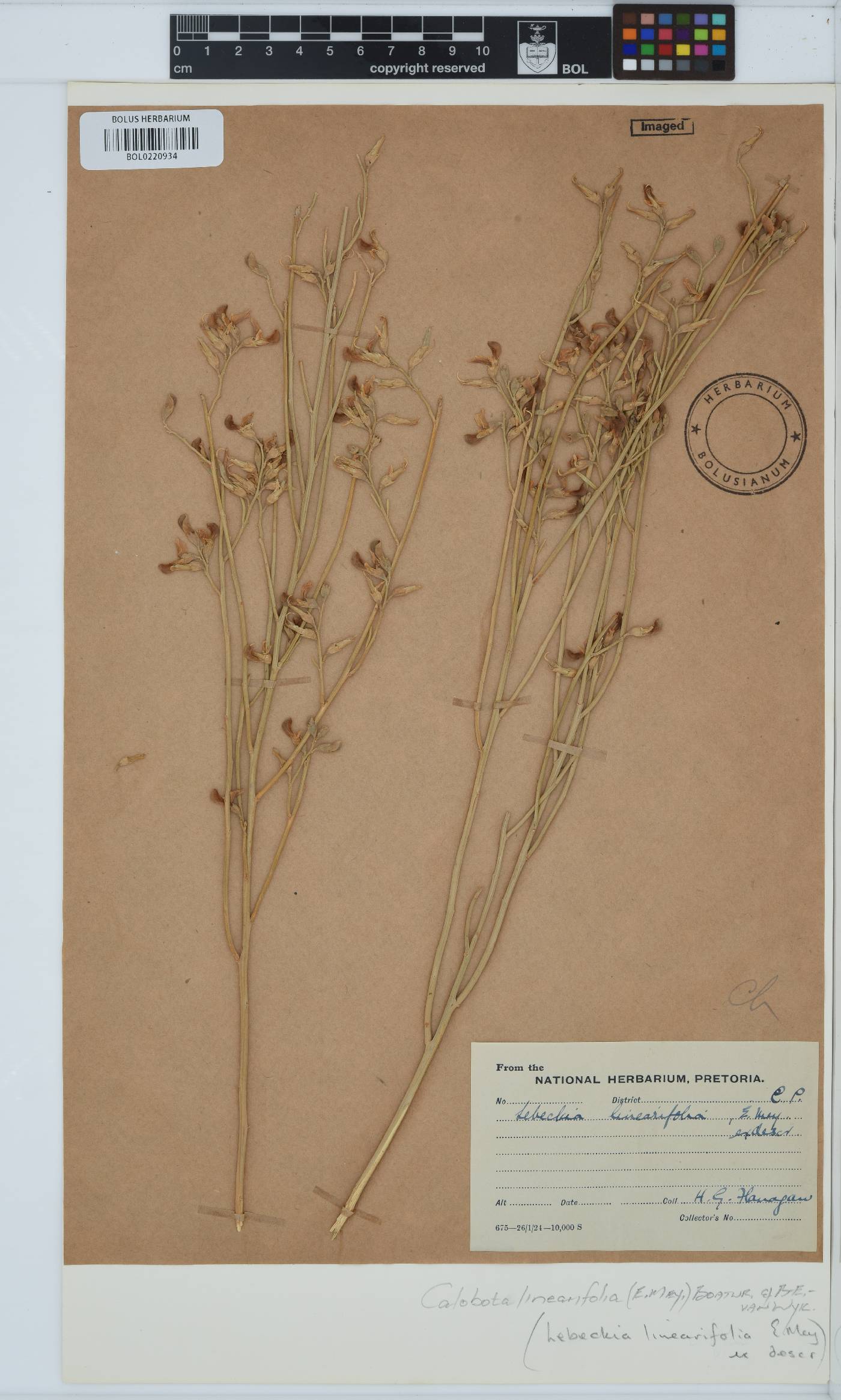 Calobota linearifolia image