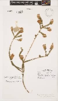 Aspalathus quinquefolia image