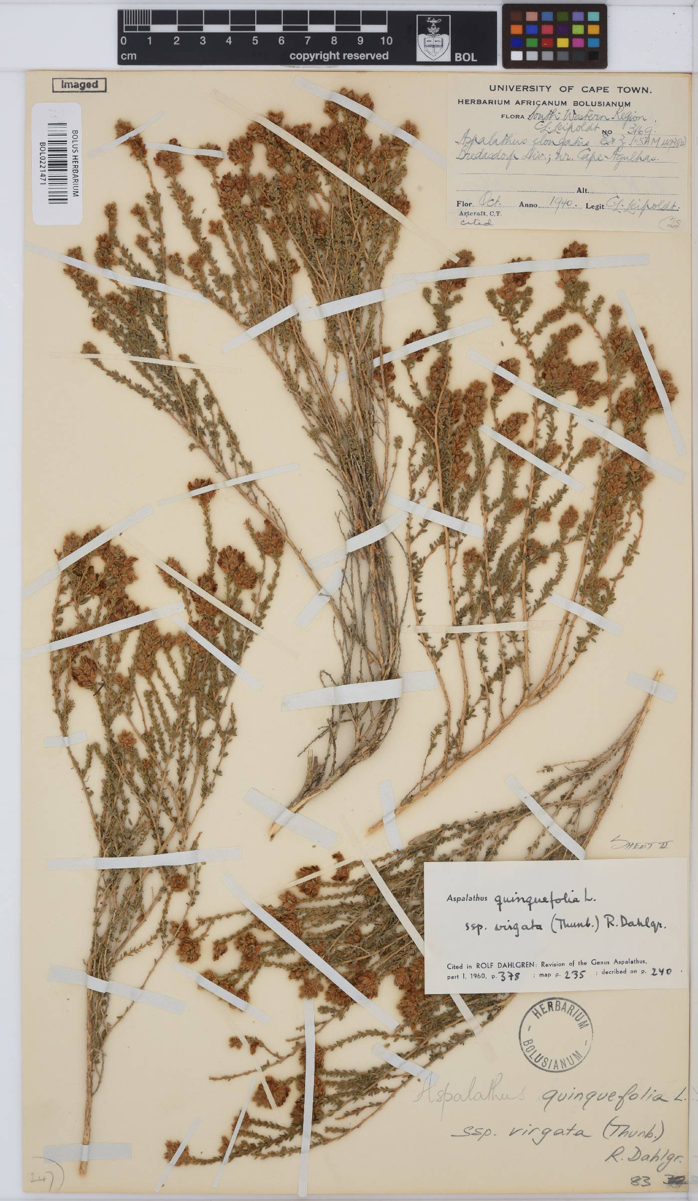 Aspalathus quinquefolia subsp. virgata image