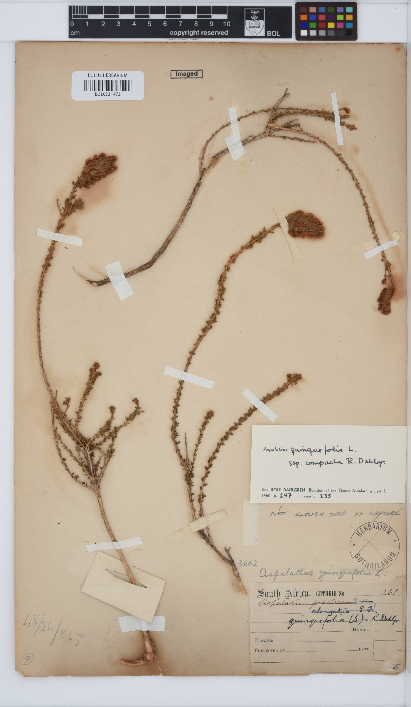 Aspalathus quinquefolia subsp. compacta image