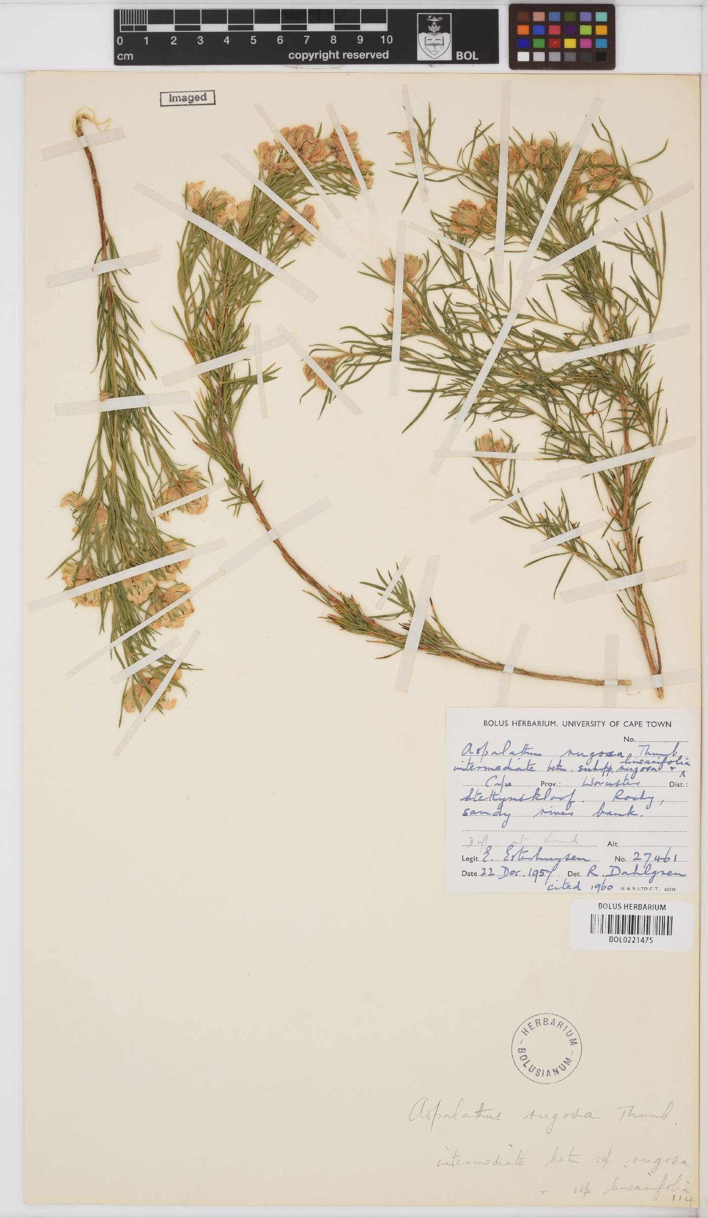 Aspalathus rugosa image