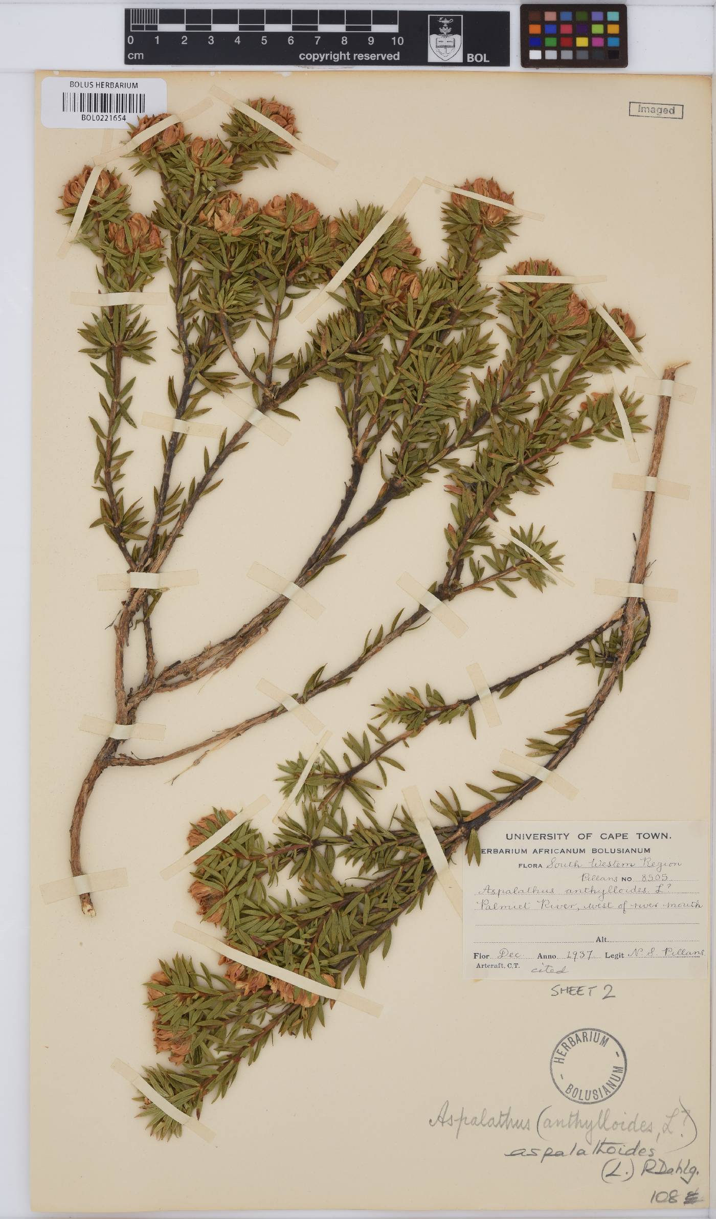 Aspalathus aspalathoides image