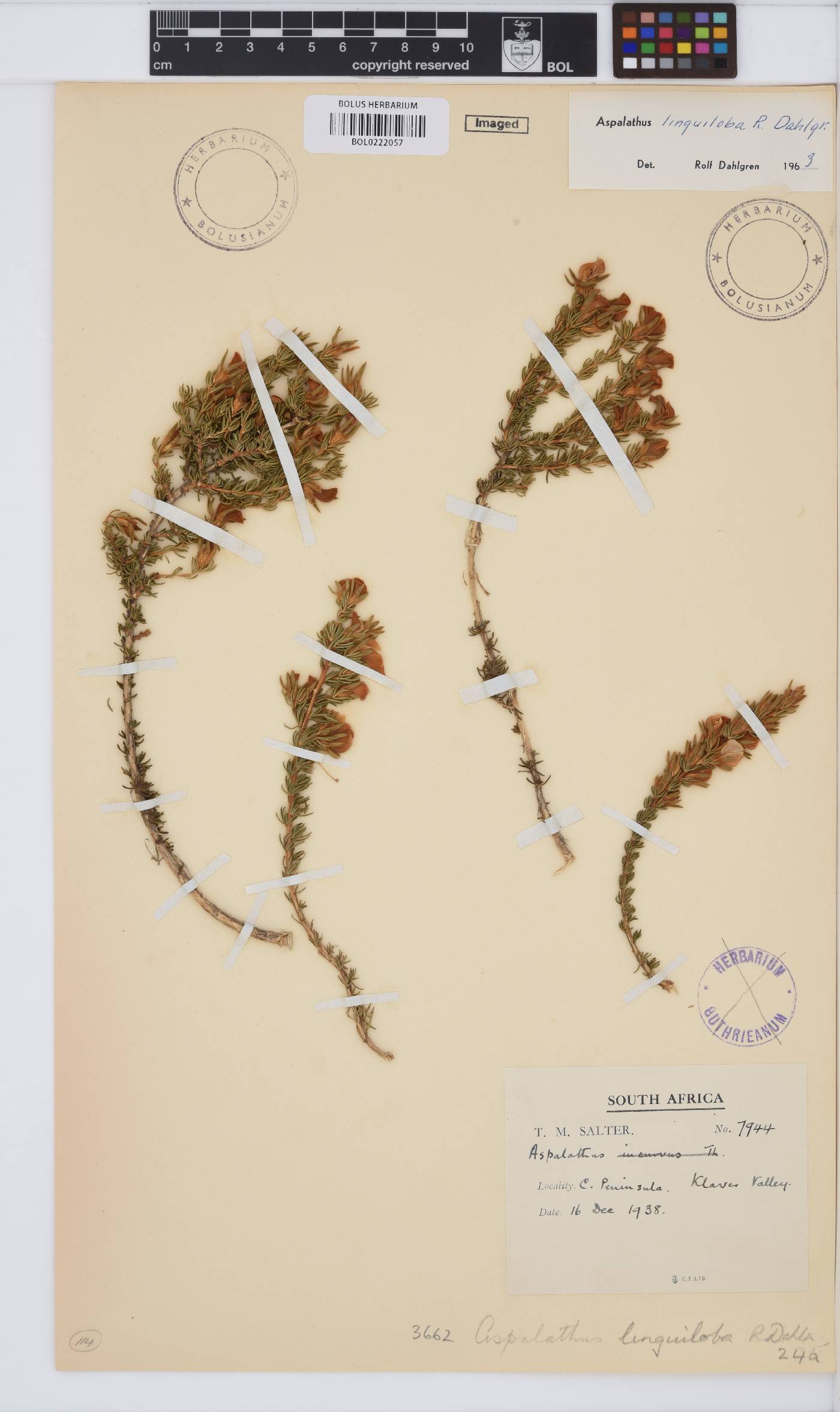 Aspalathus linguiloba image