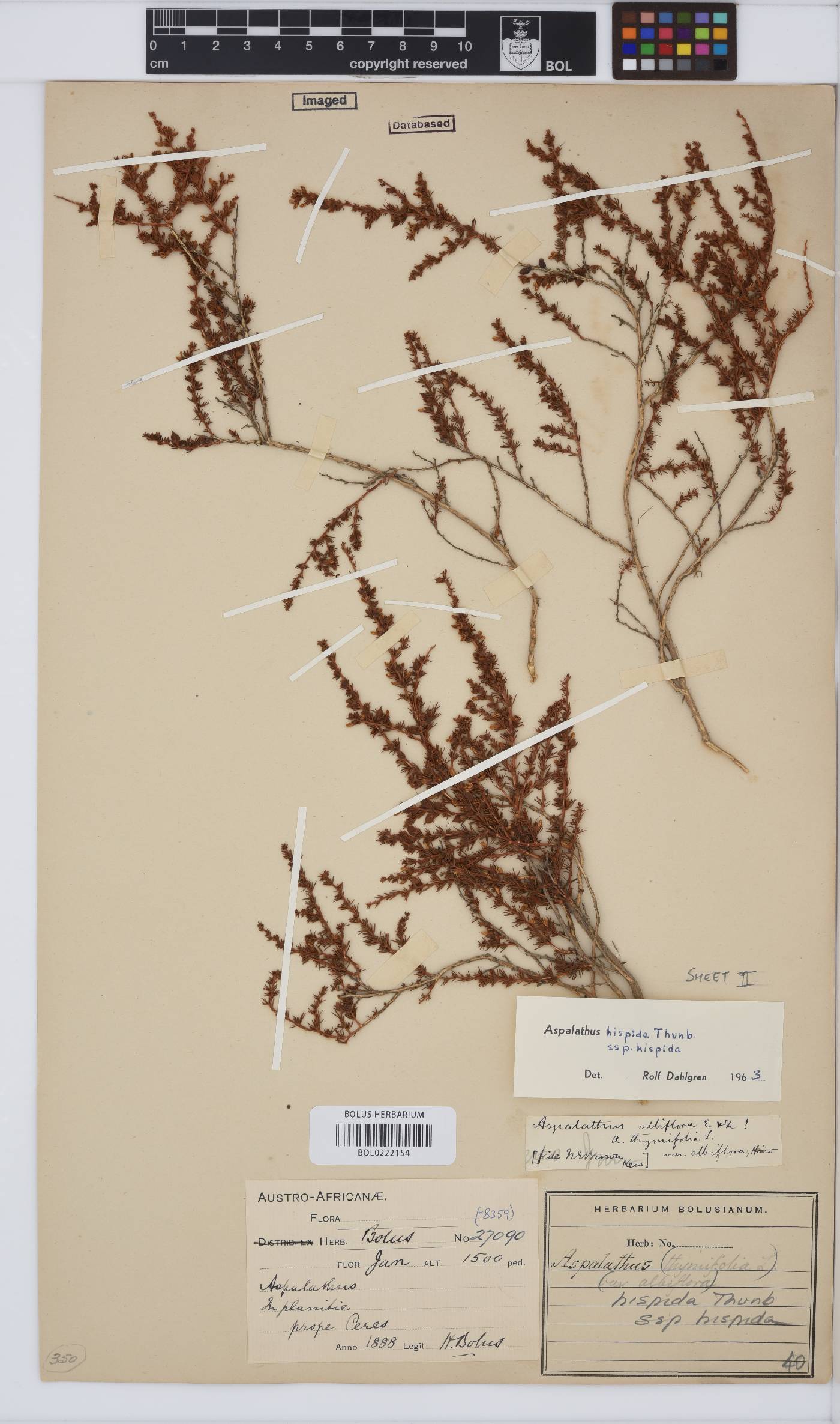 Aspalathus hispida subsp. hispida image