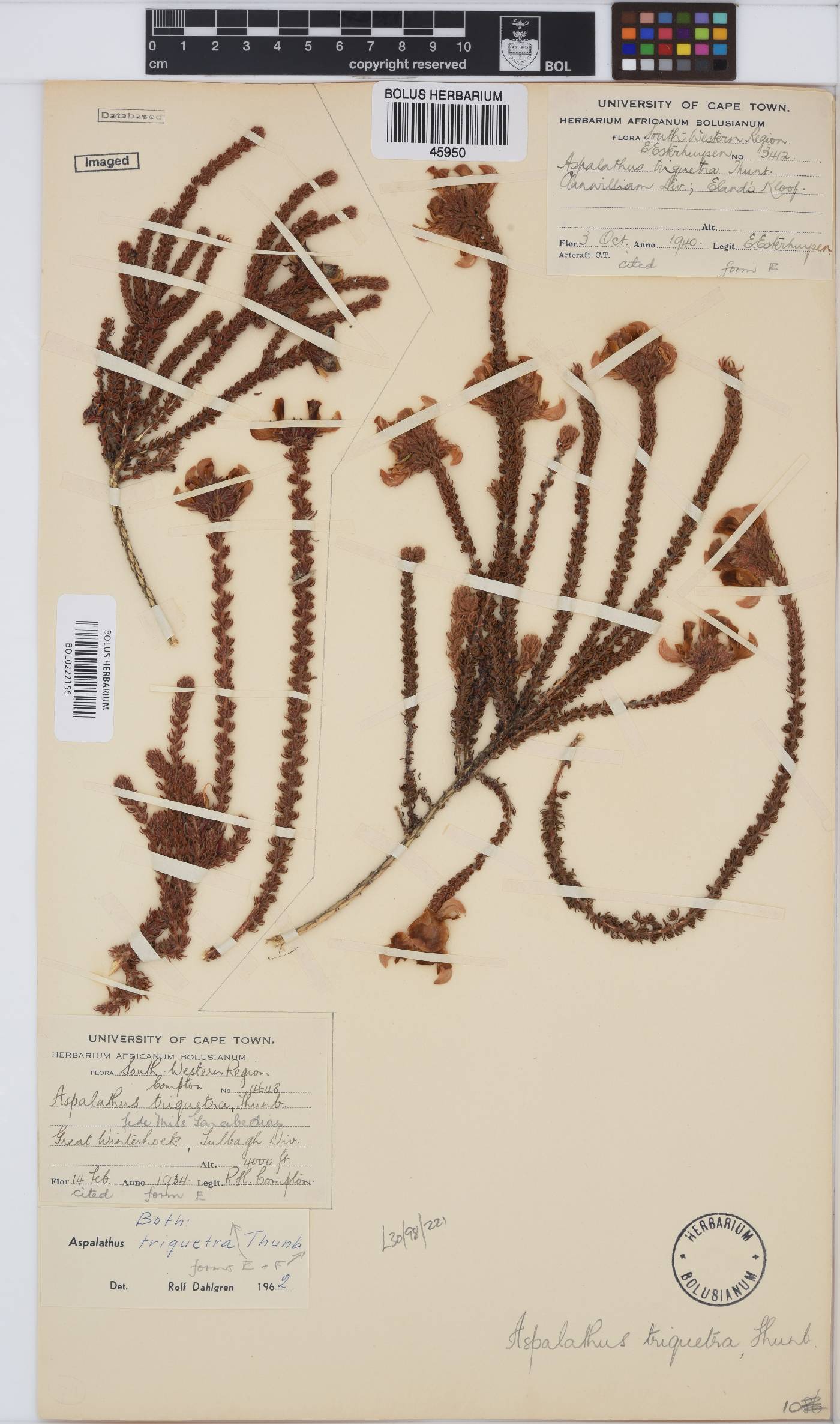 Aspalathus triquetra image