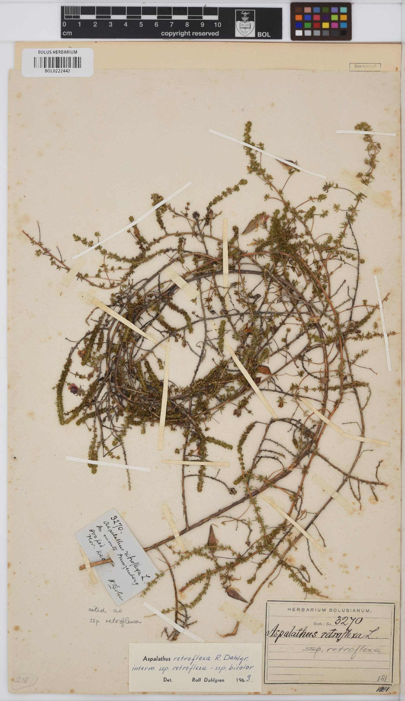 Aspalathus retroflexa image