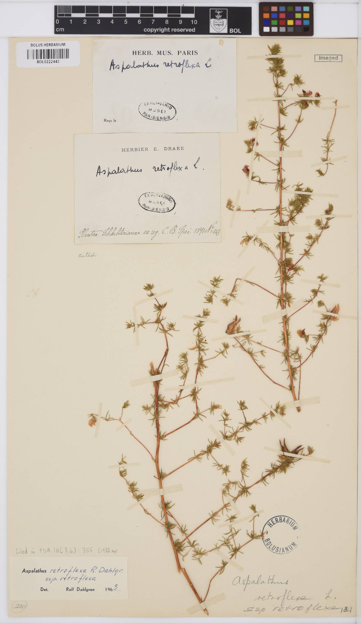 Aspalathus retroflexa subsp. retroflexa image