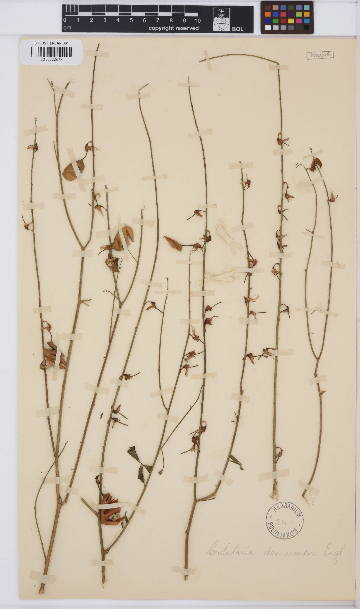 Crotalaria damarensis image