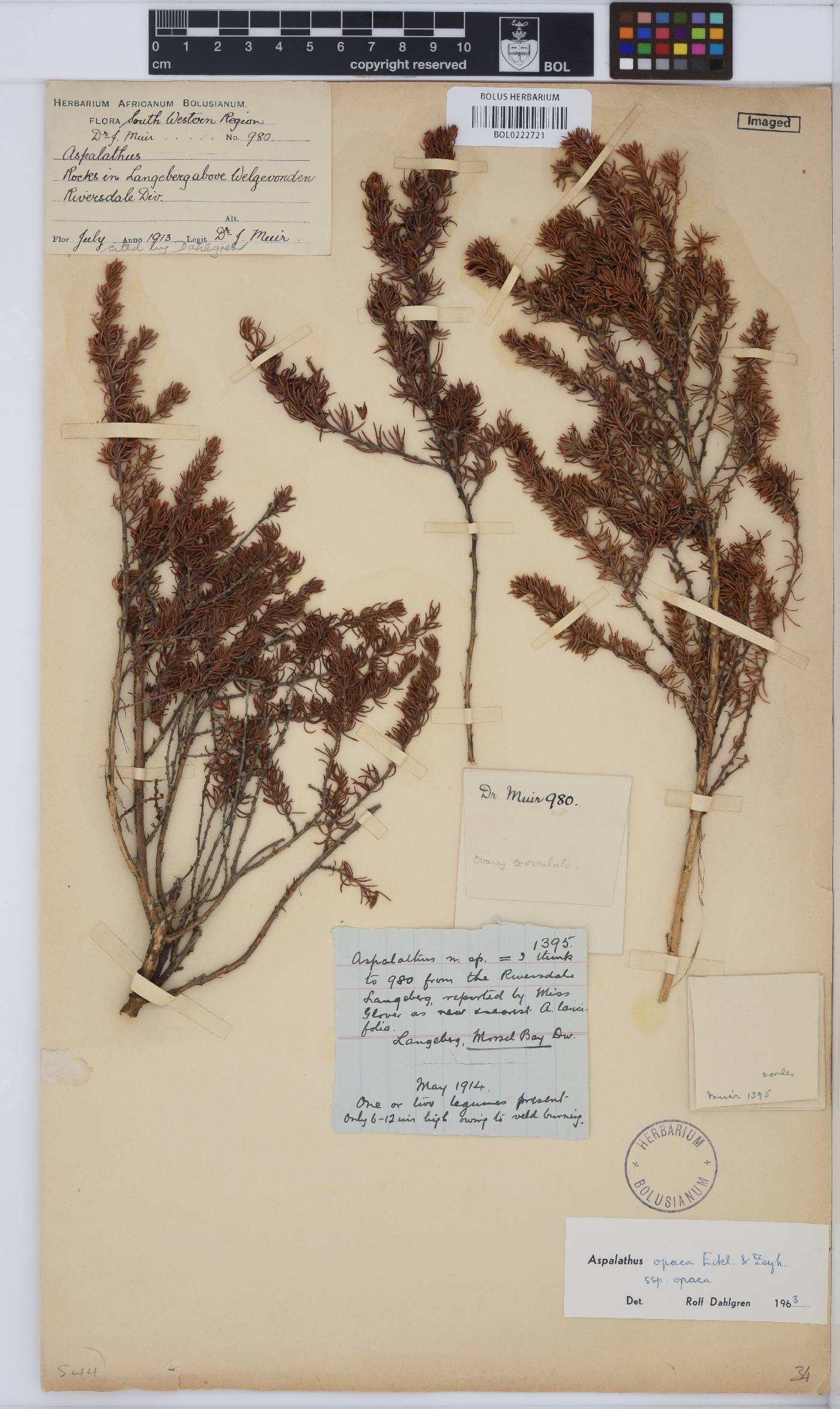Aspalathus opaca subsp. opaca image