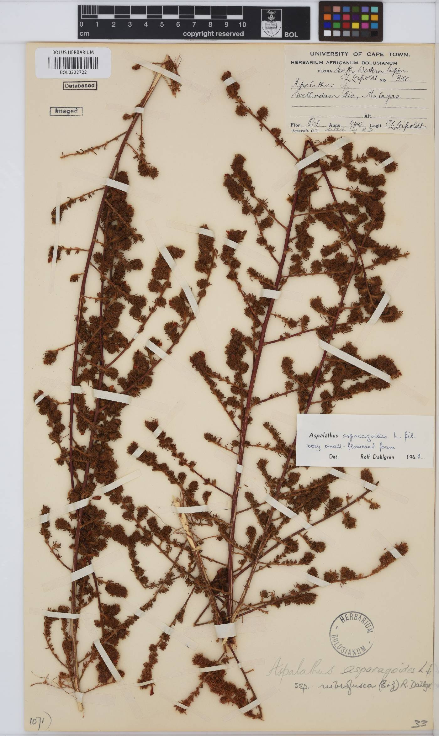 Aspalathus asparagoides subsp. rubrofusca image