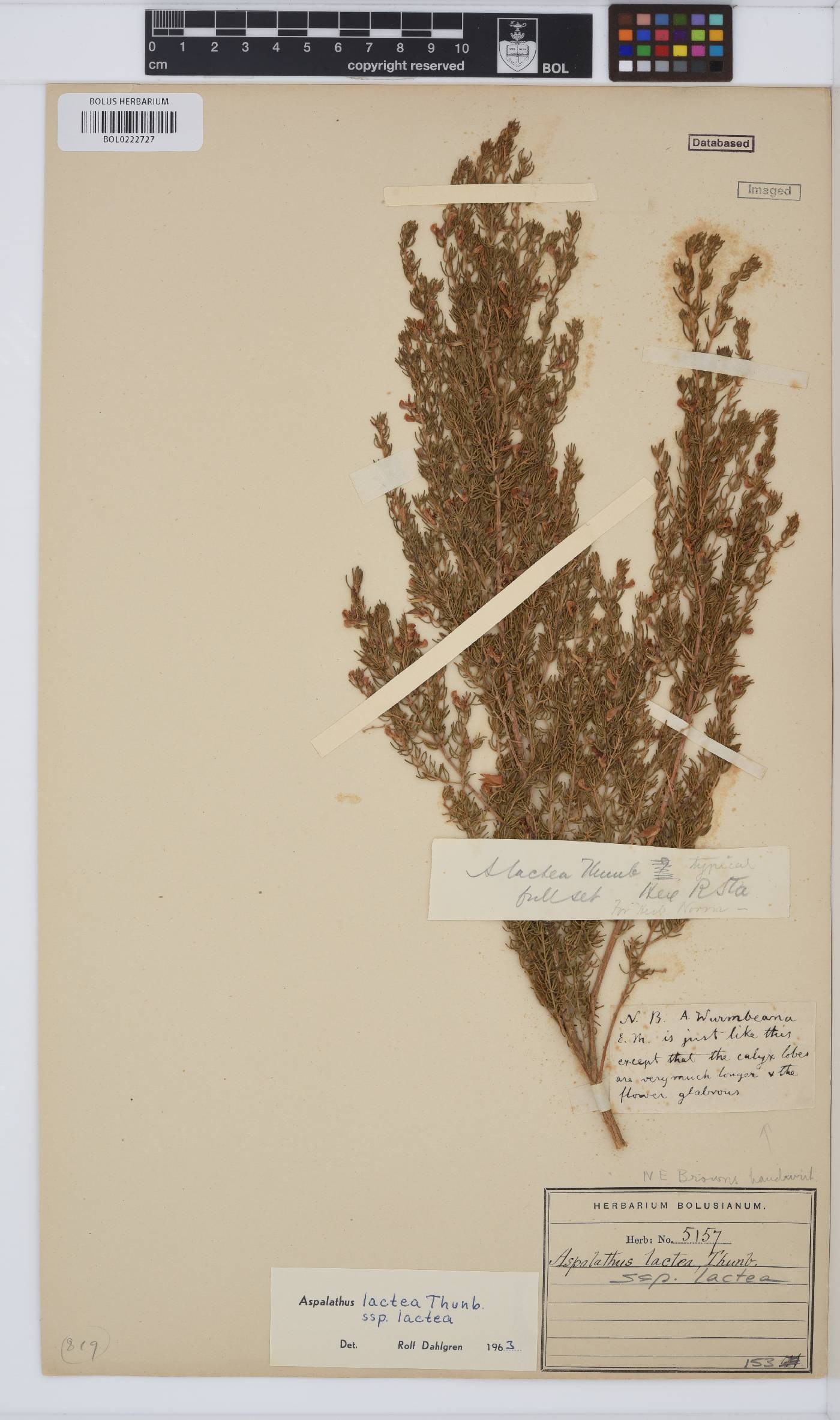 Aspalathus lactea image