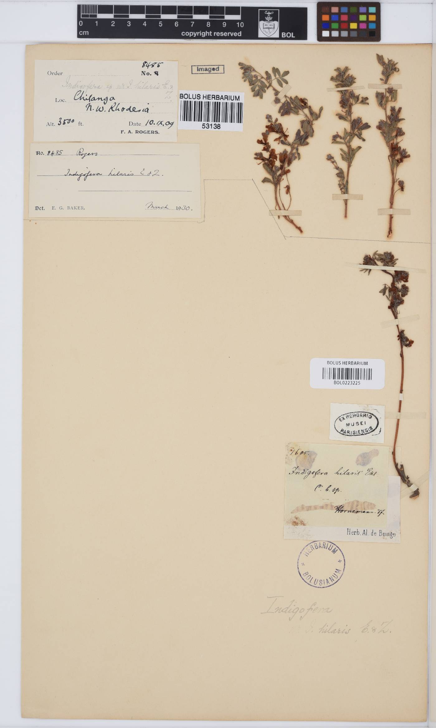 Indigofera hilaris image