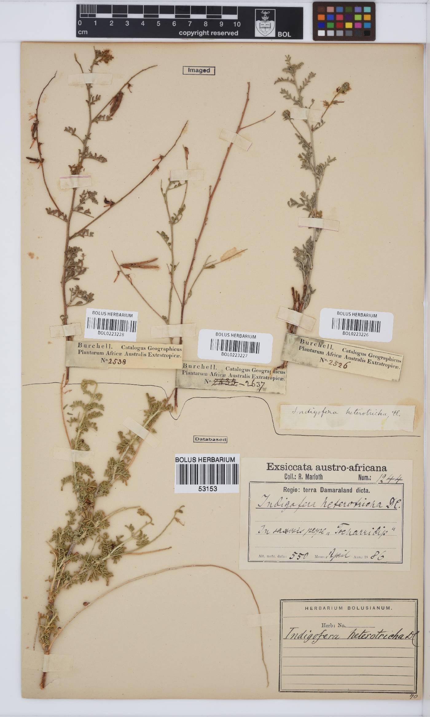 Indigofera heterotricha image