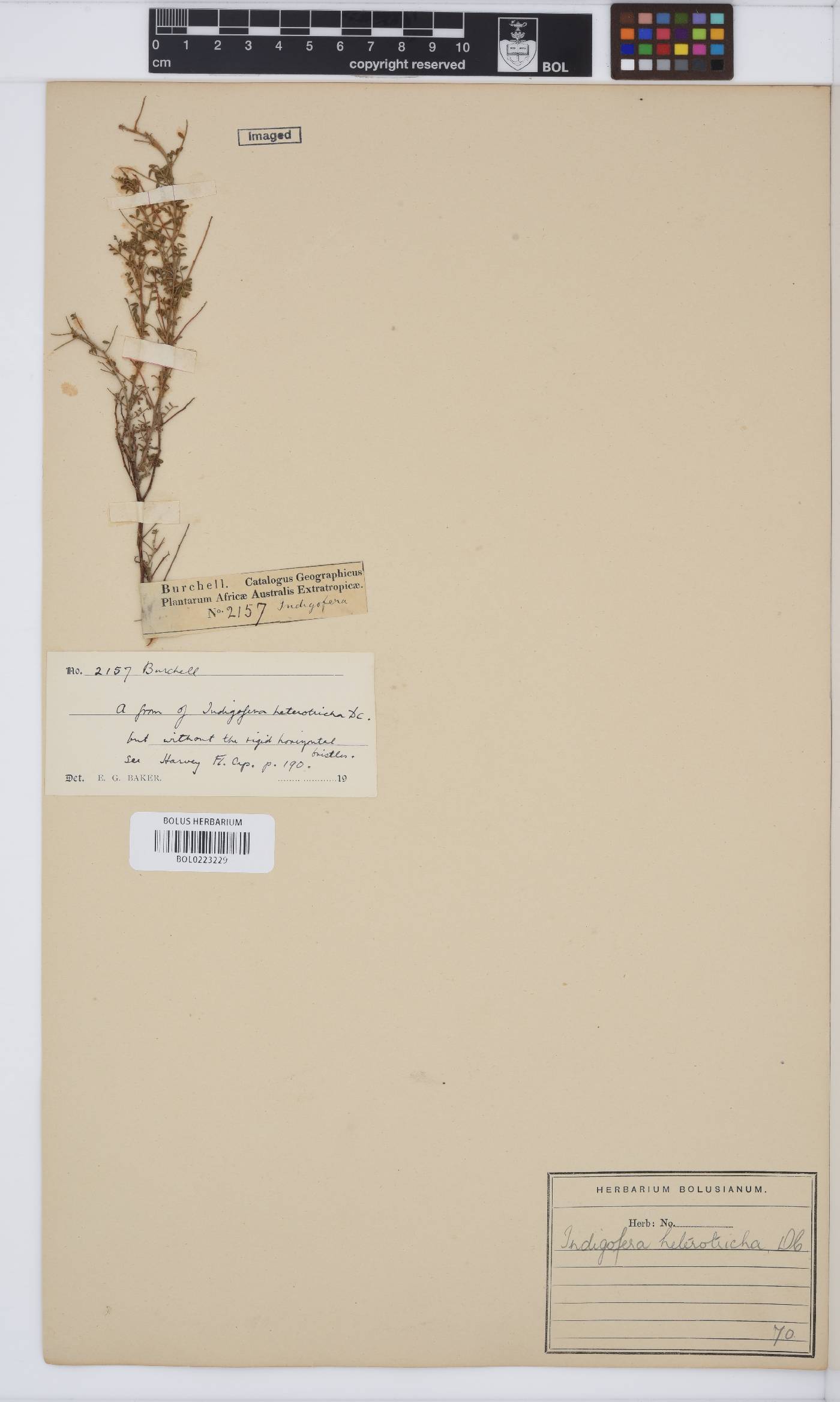 Indigofera heterotricha image