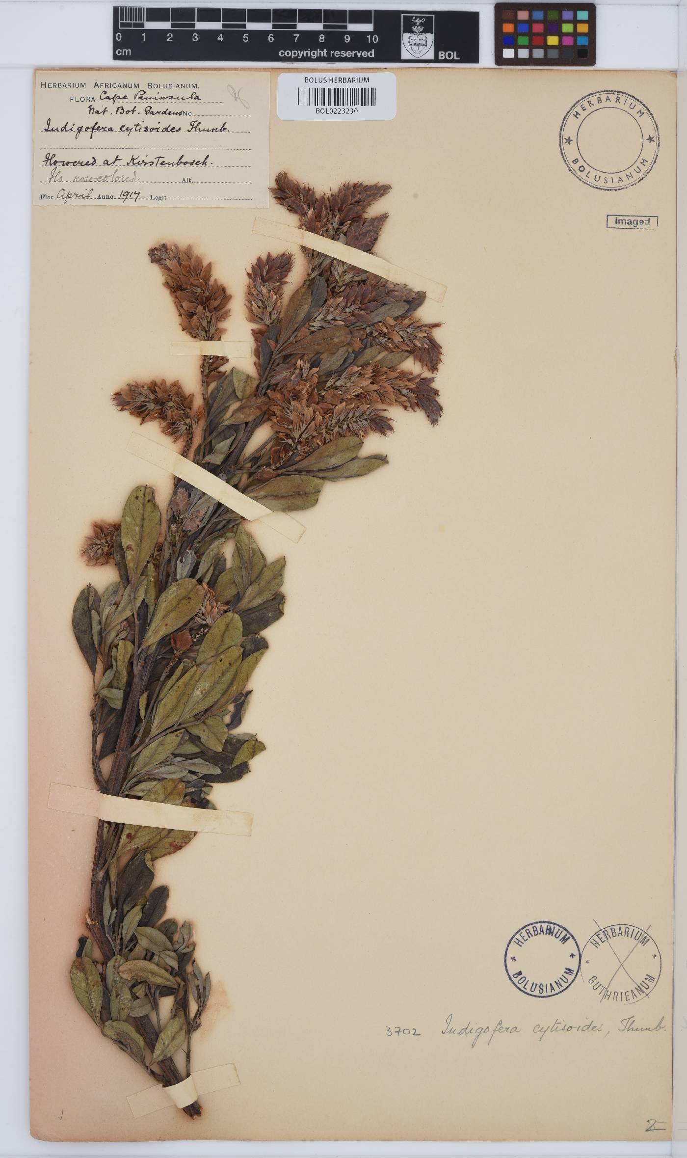 Indigofera cytisoides image