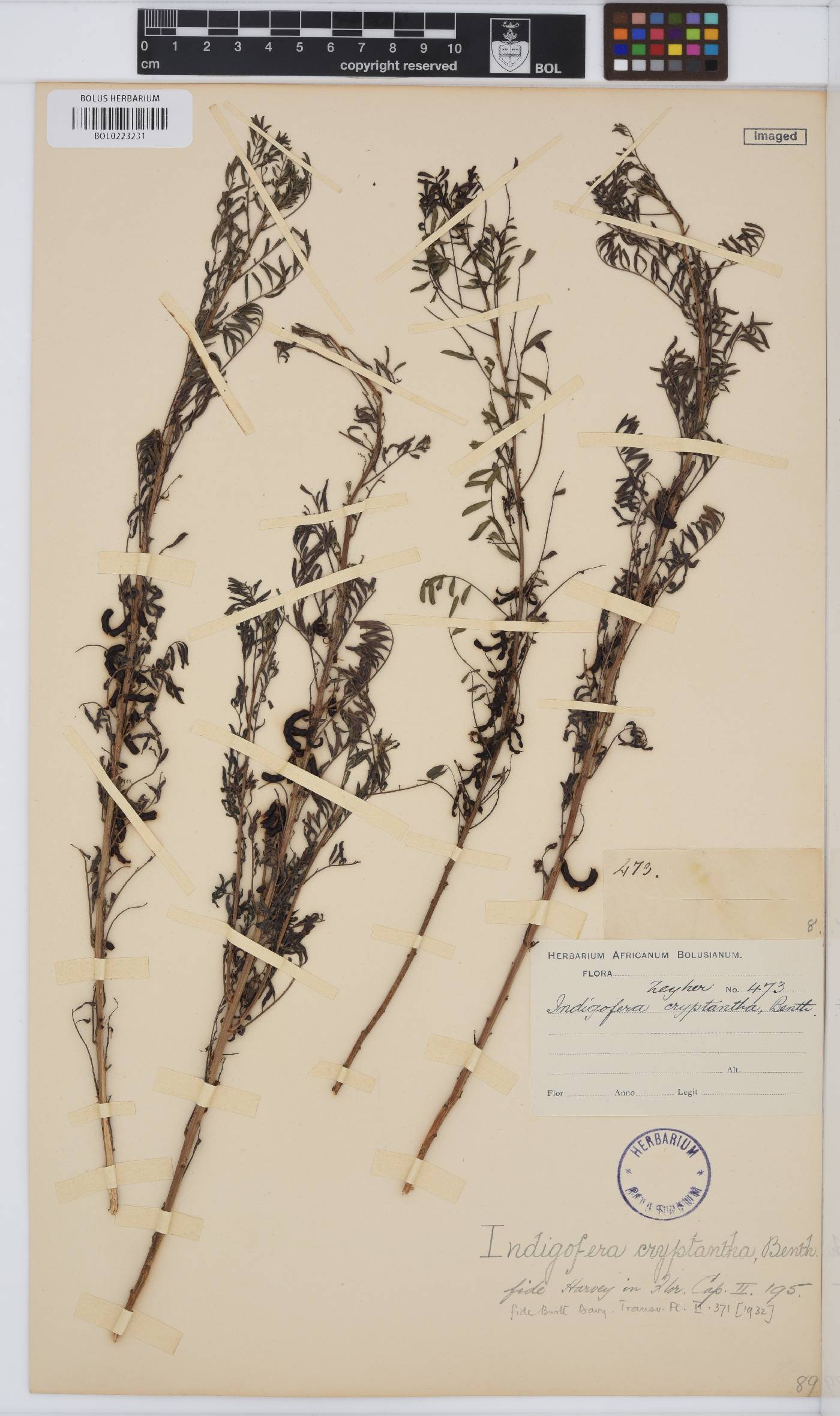 Indigofera cryptantha var. cryptantha image